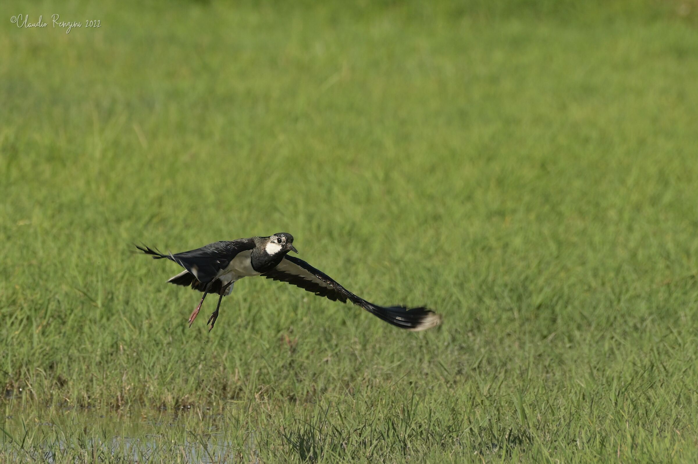 lapwing in flight