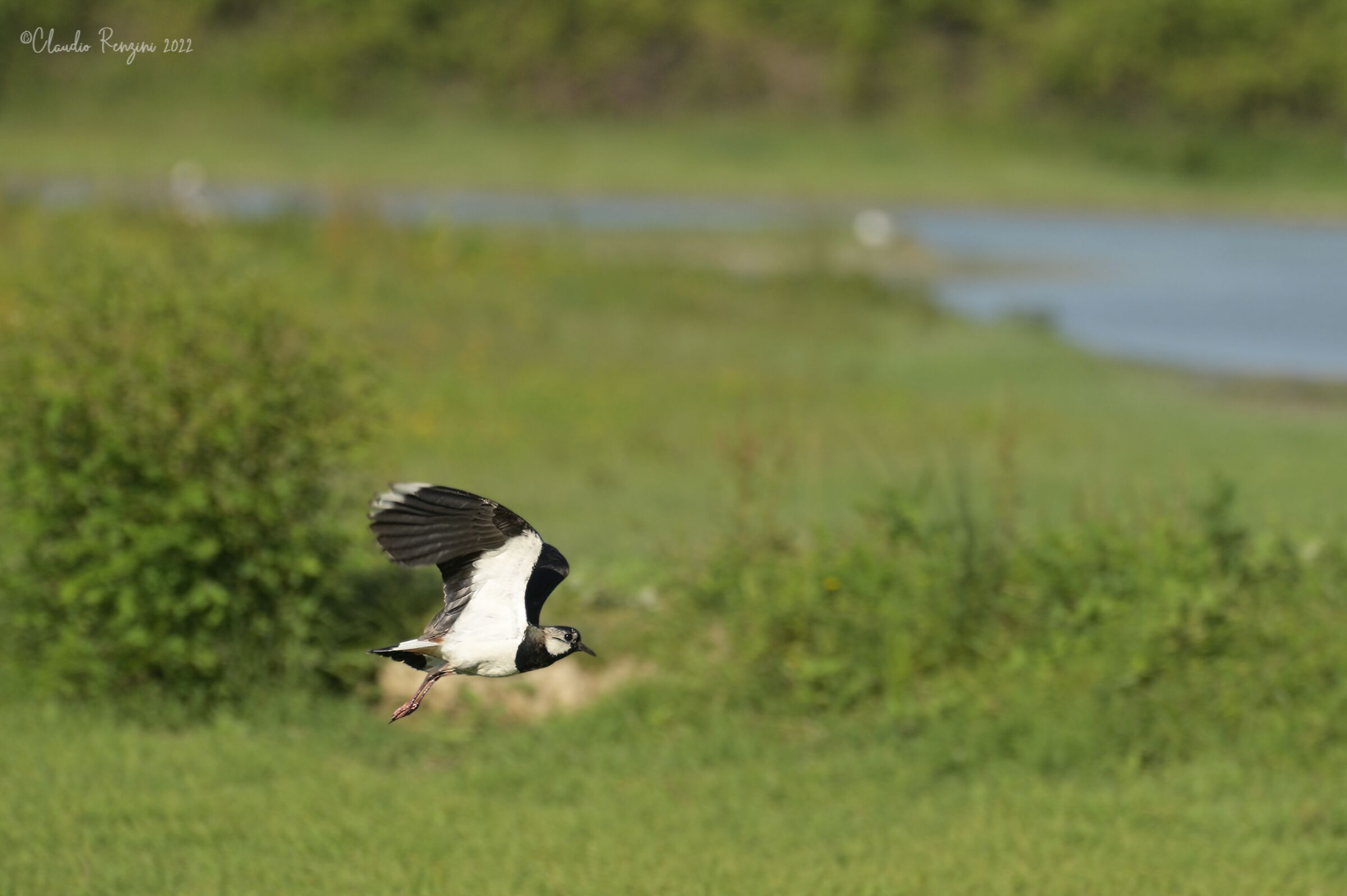 lapwing in flight