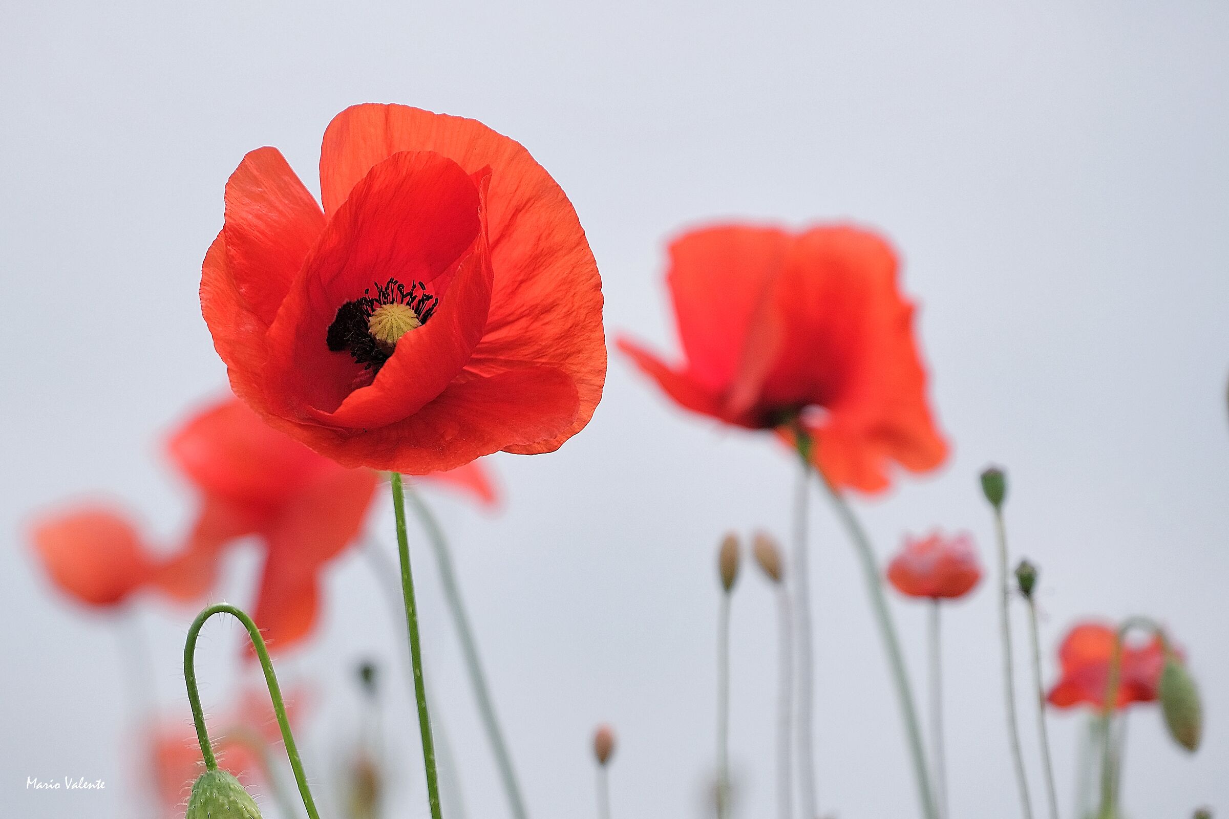 Lo sai che i papaveri ...