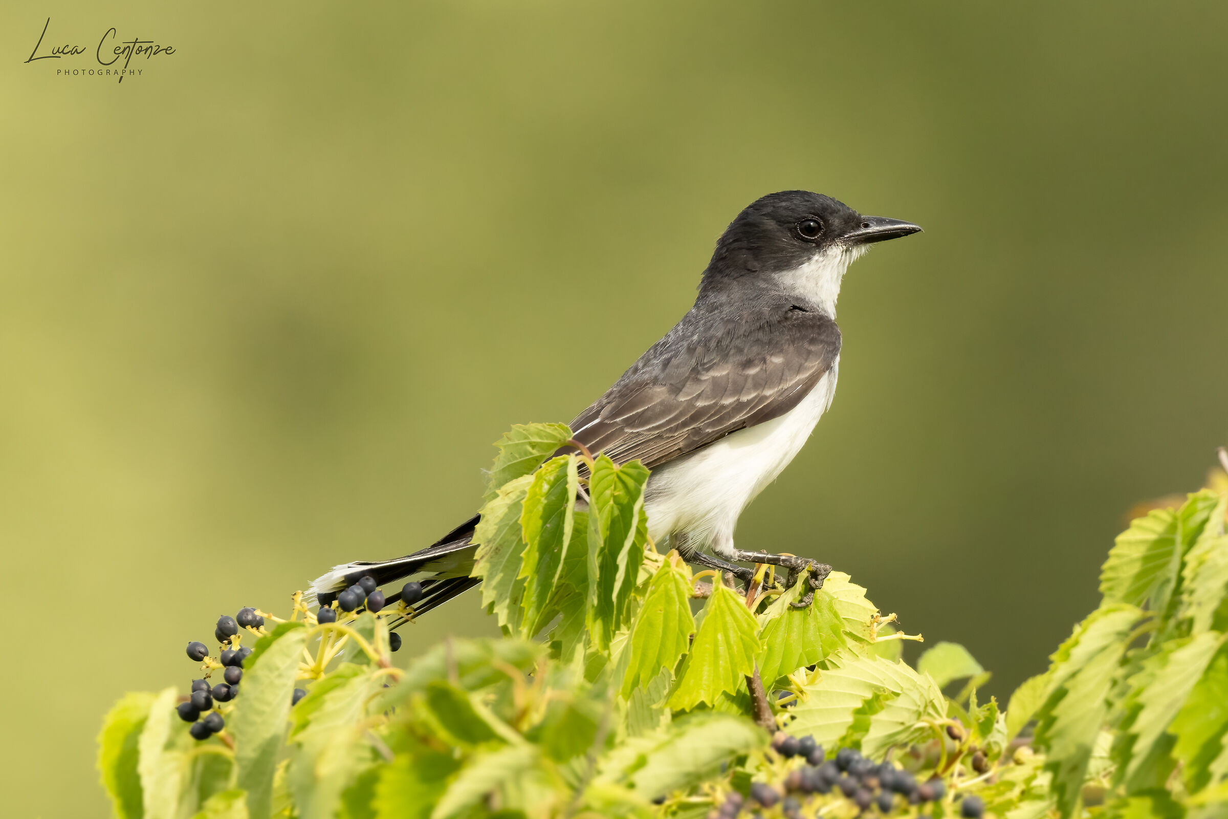 Eastern Kingbird (Tyrannus tyrannus)