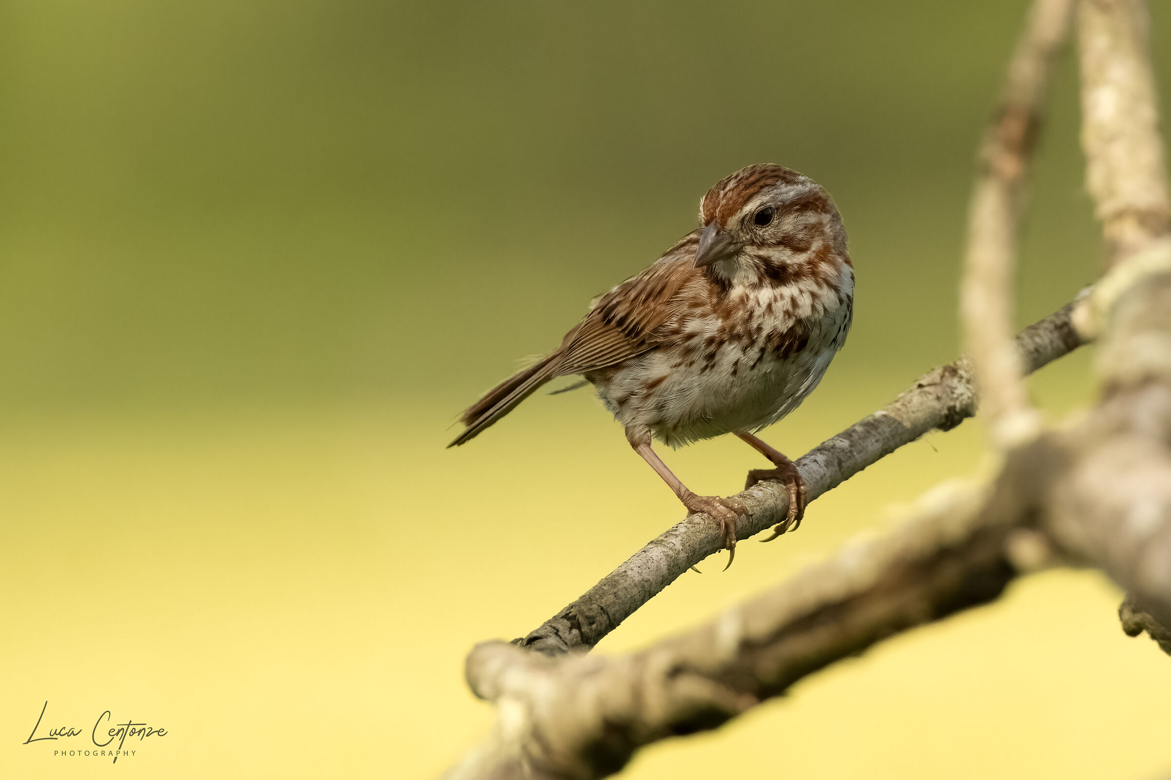 Song Sparrow (Melospiza melodia)