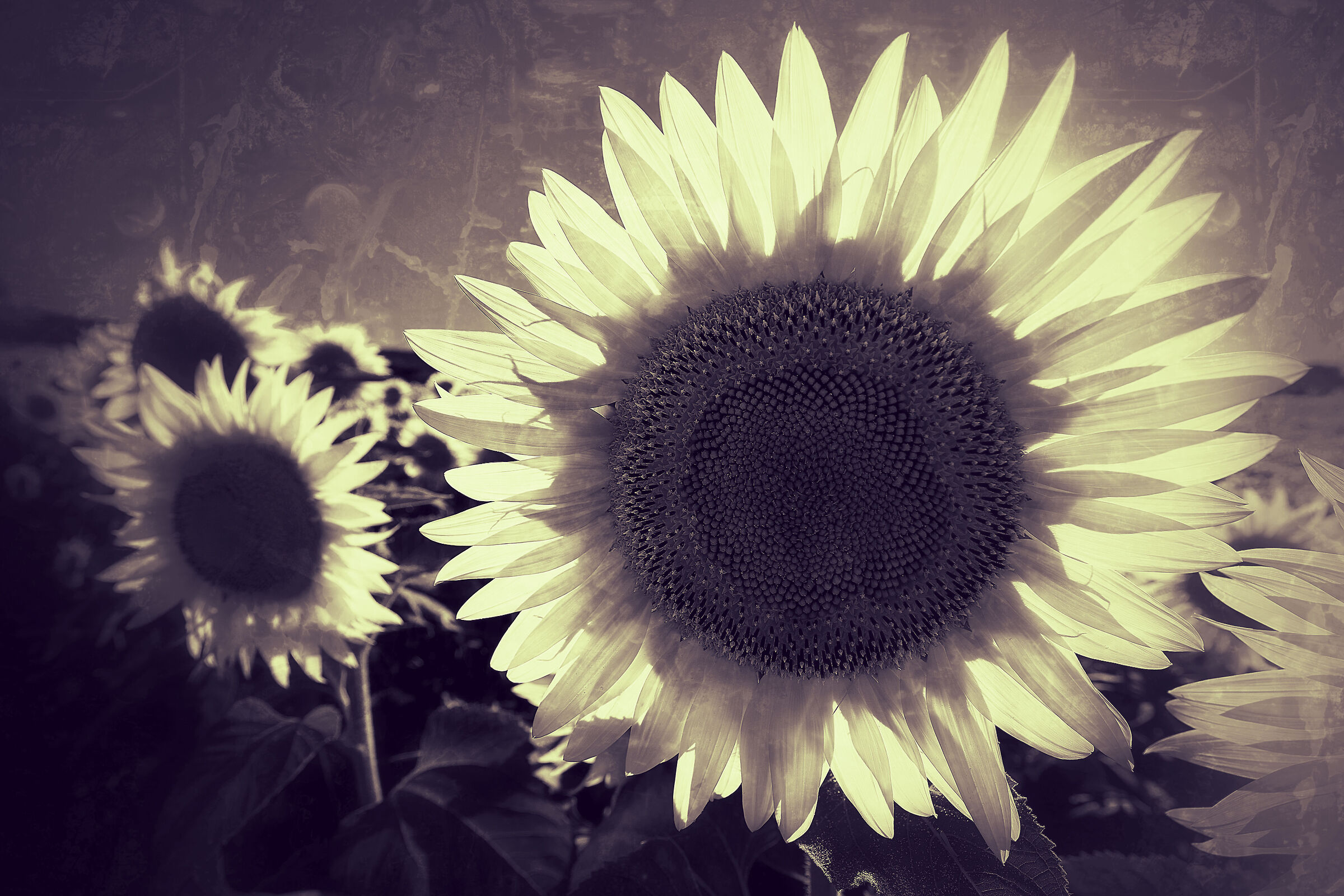 White sunflowers