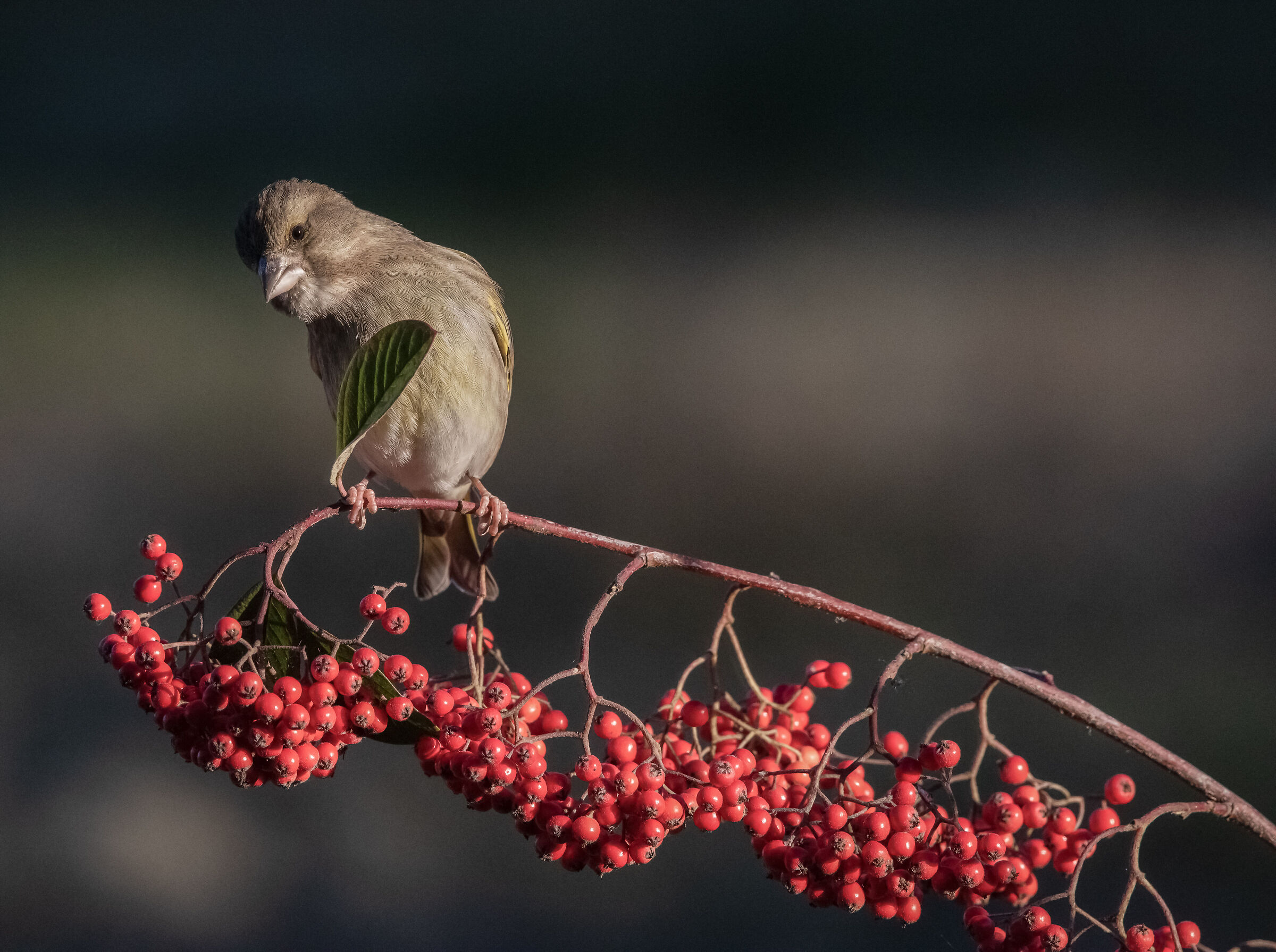greenfinch