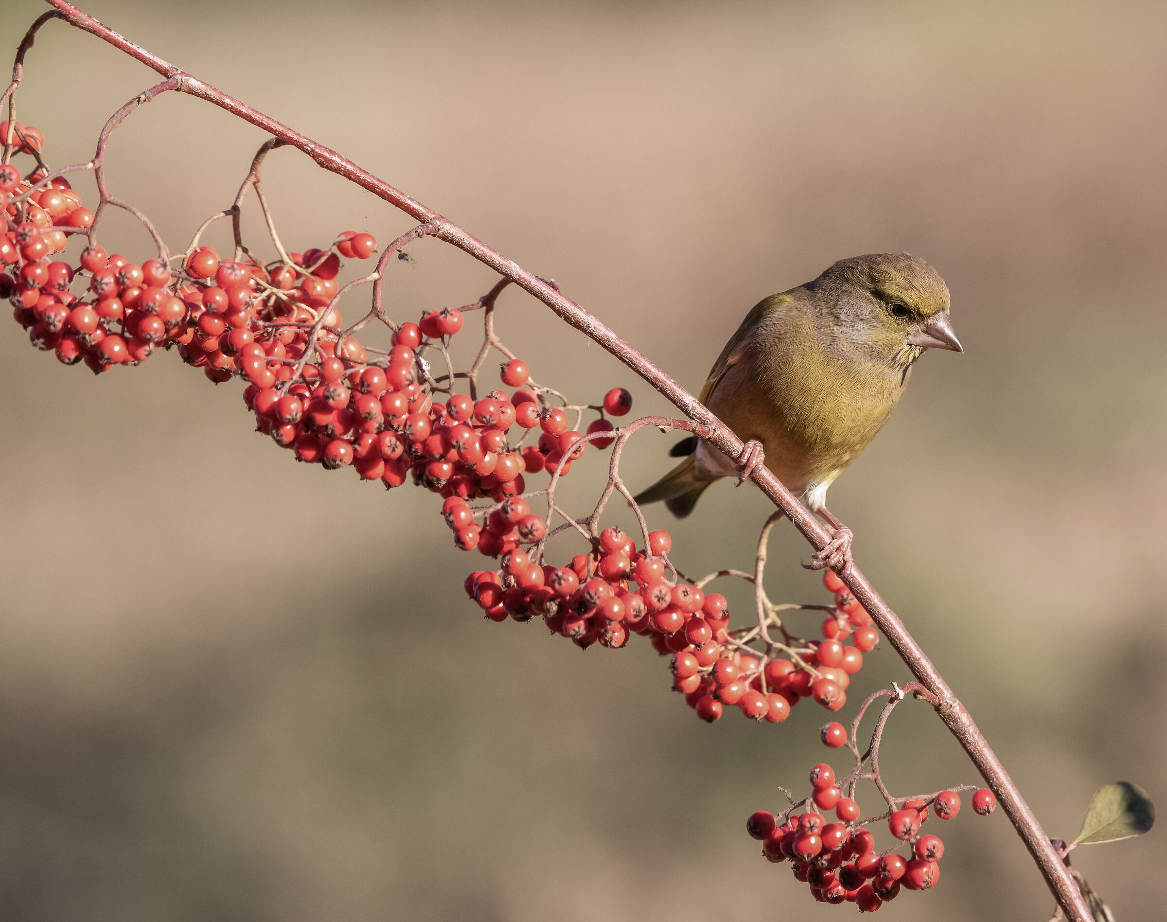 greenfinch