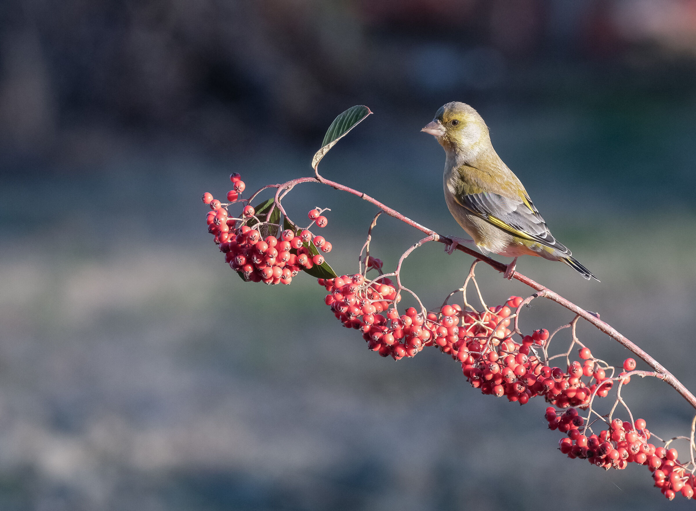 greenfinch