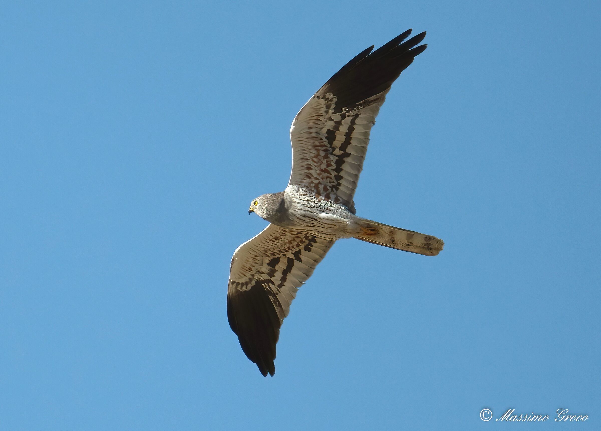 Circus pygargus - male