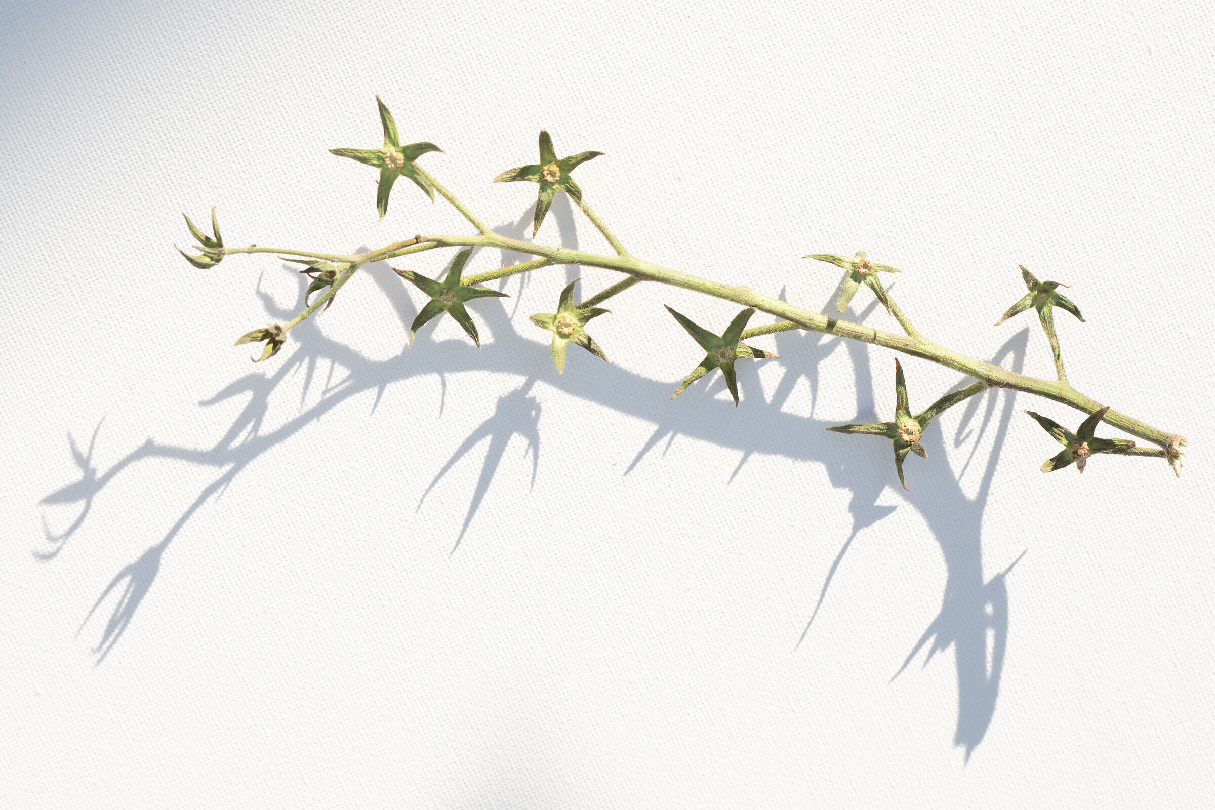 Ramo di pomodoro con sepali