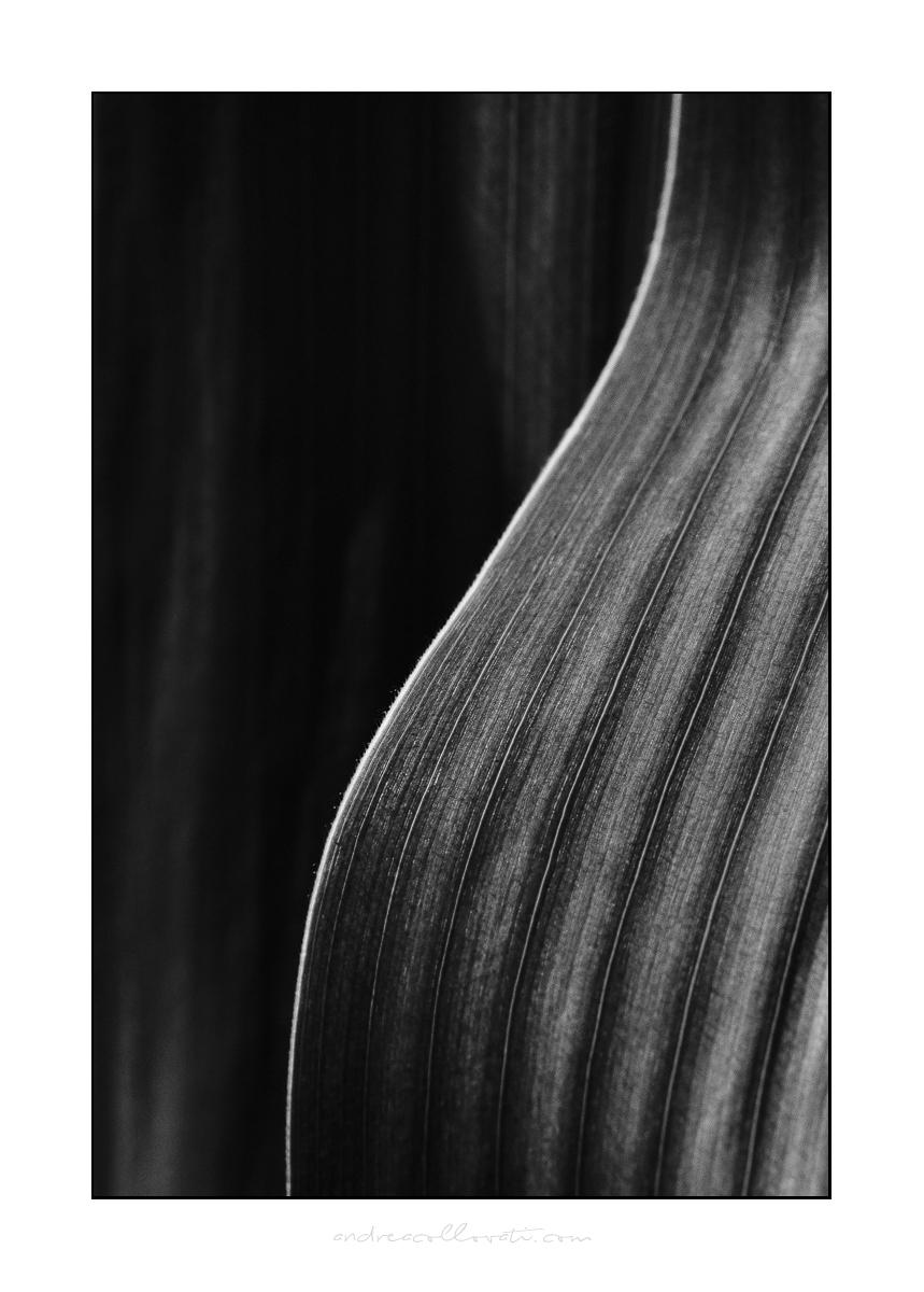 Corn leaves