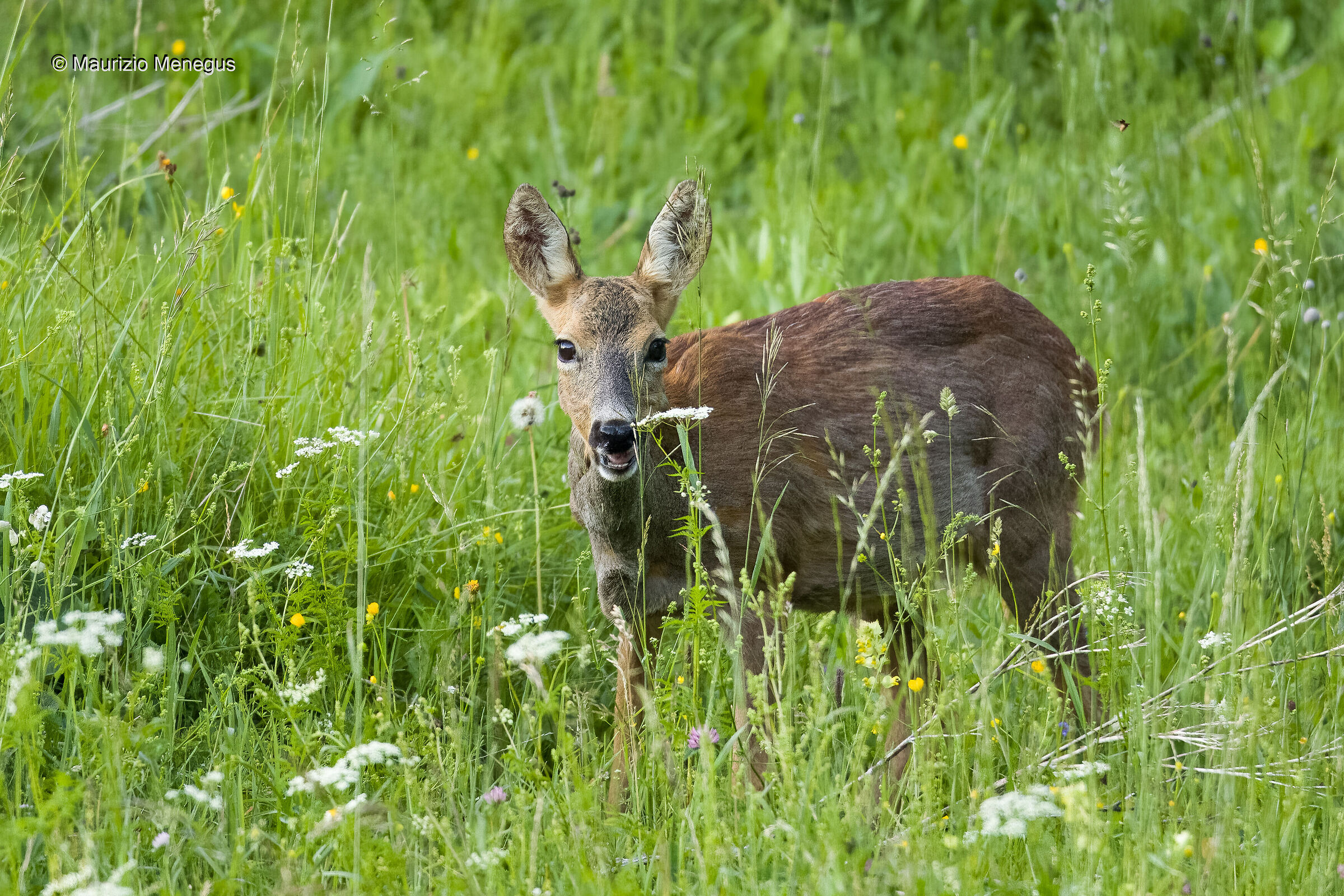 Femmina adulta a giugno
