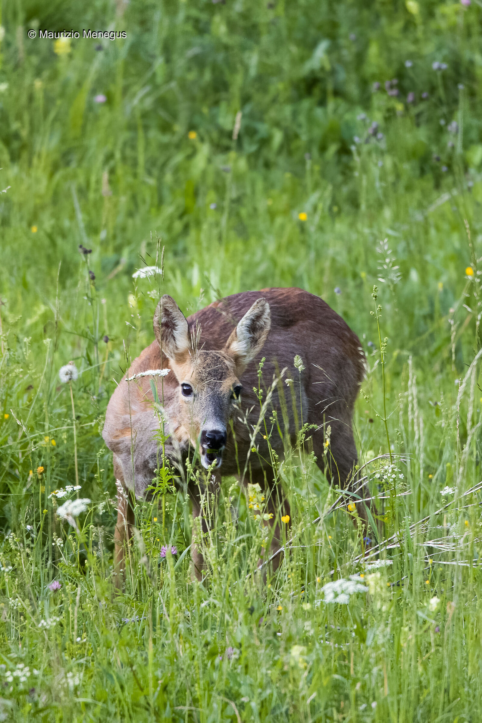 Femmina adulta a giugno