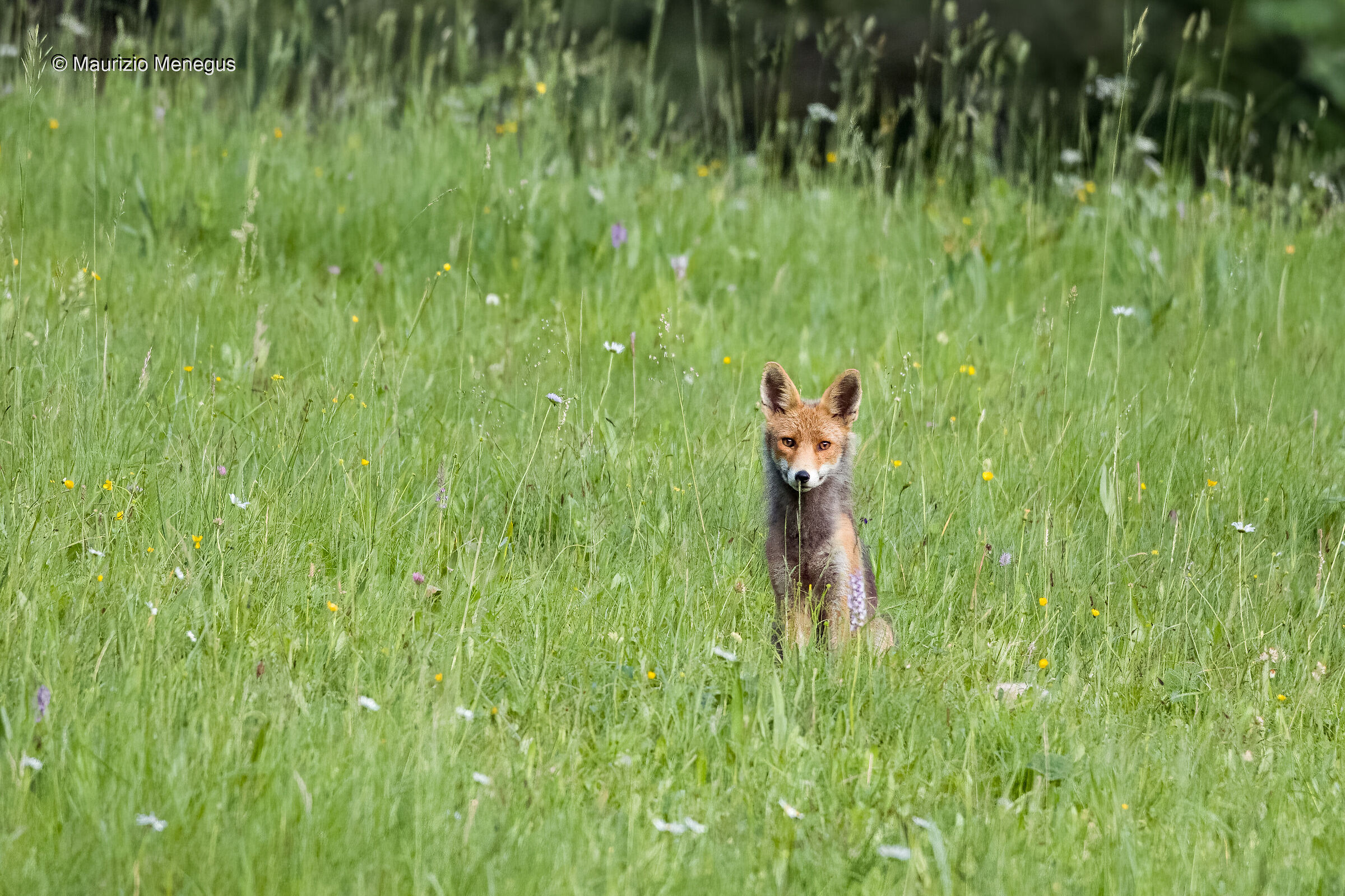 Volpe a giugno