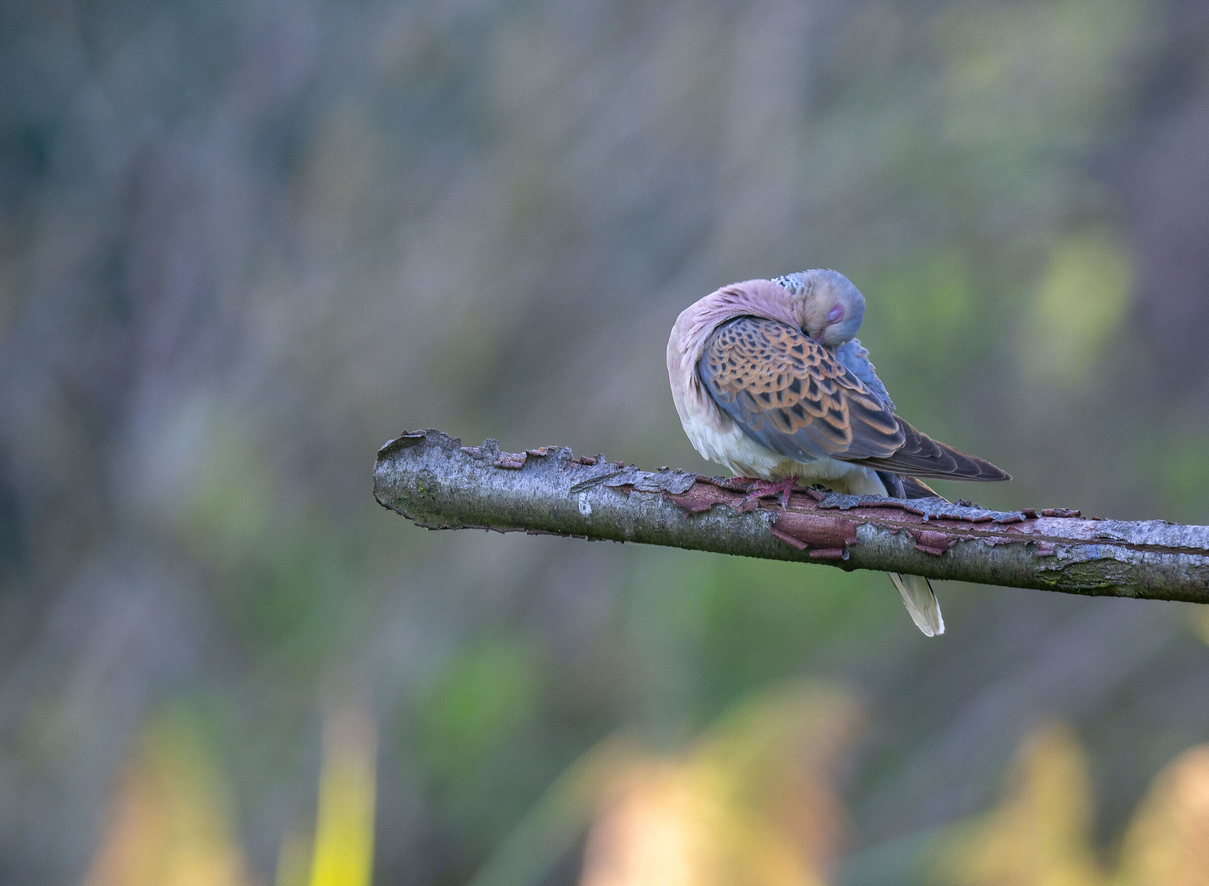 Wild dove grey