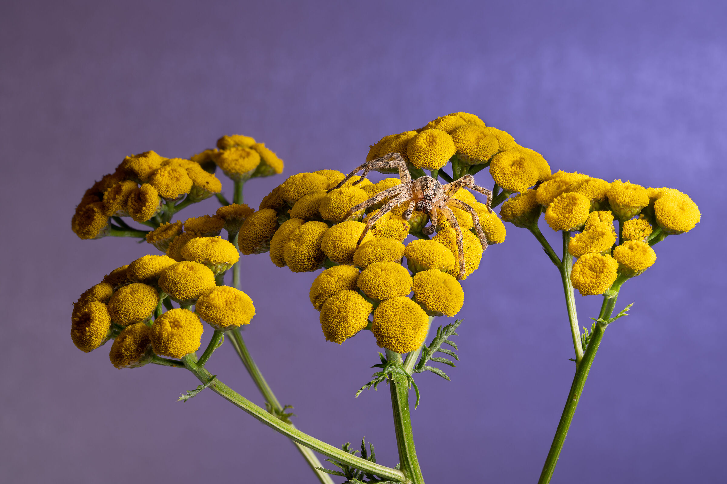 Spider focus stacking
