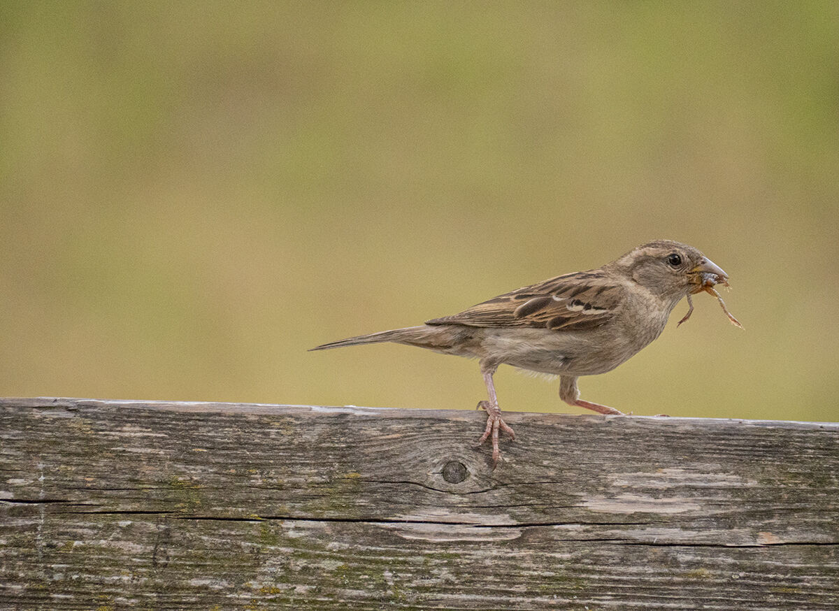 Flounder with small frog