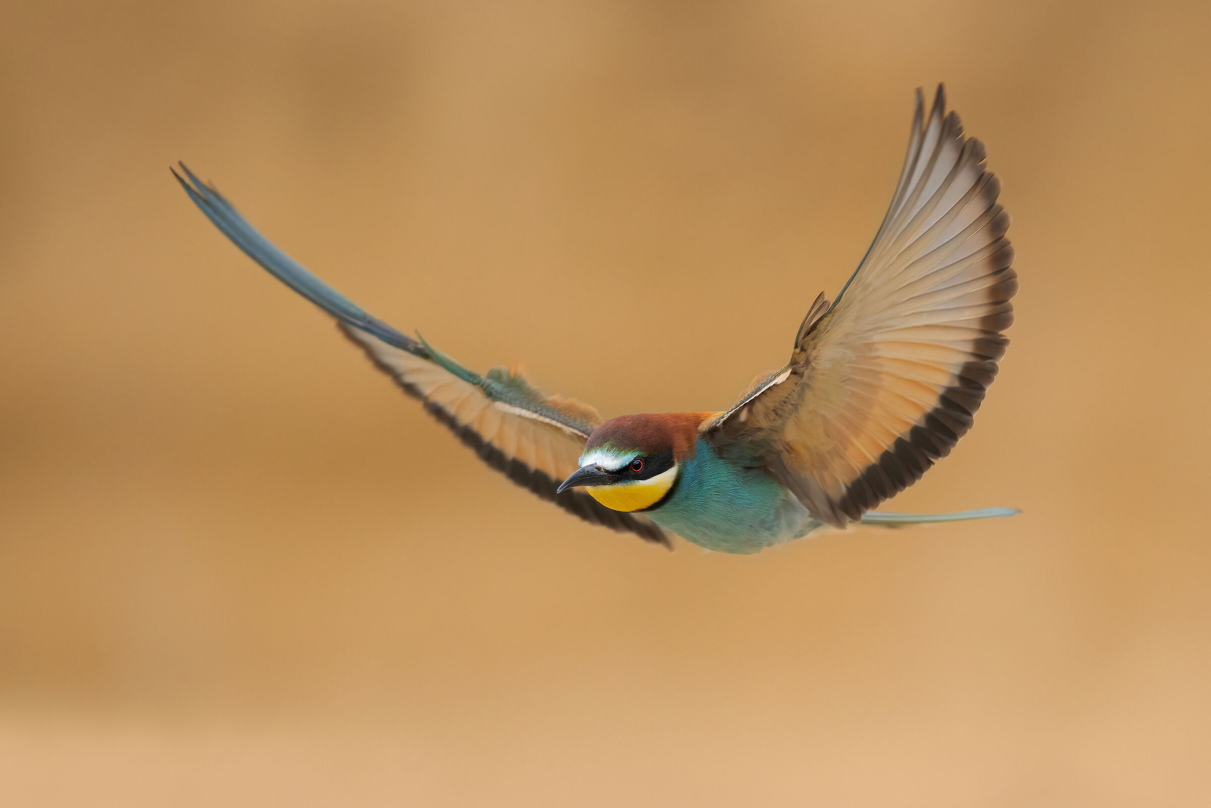 Bee-eater