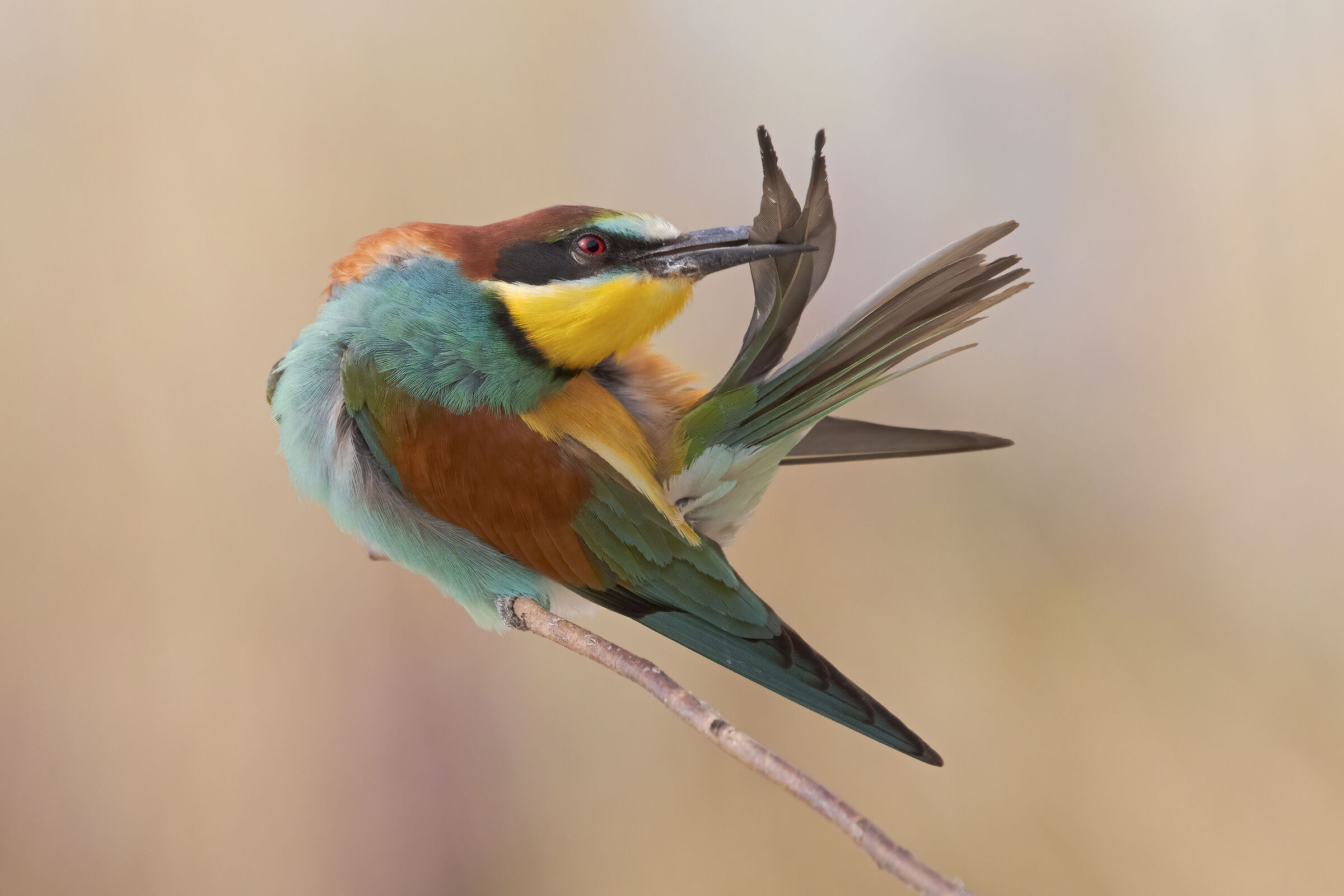 Bee-eater