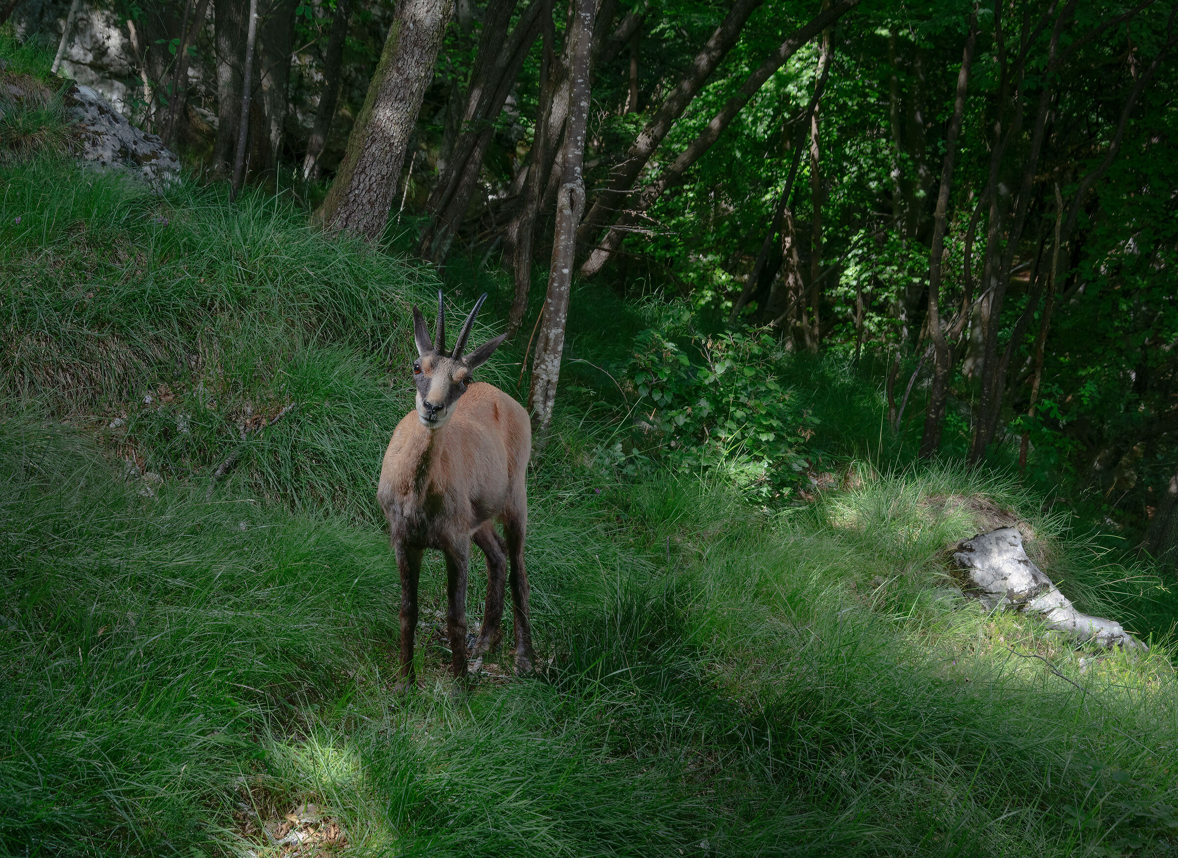 Alpine chamois