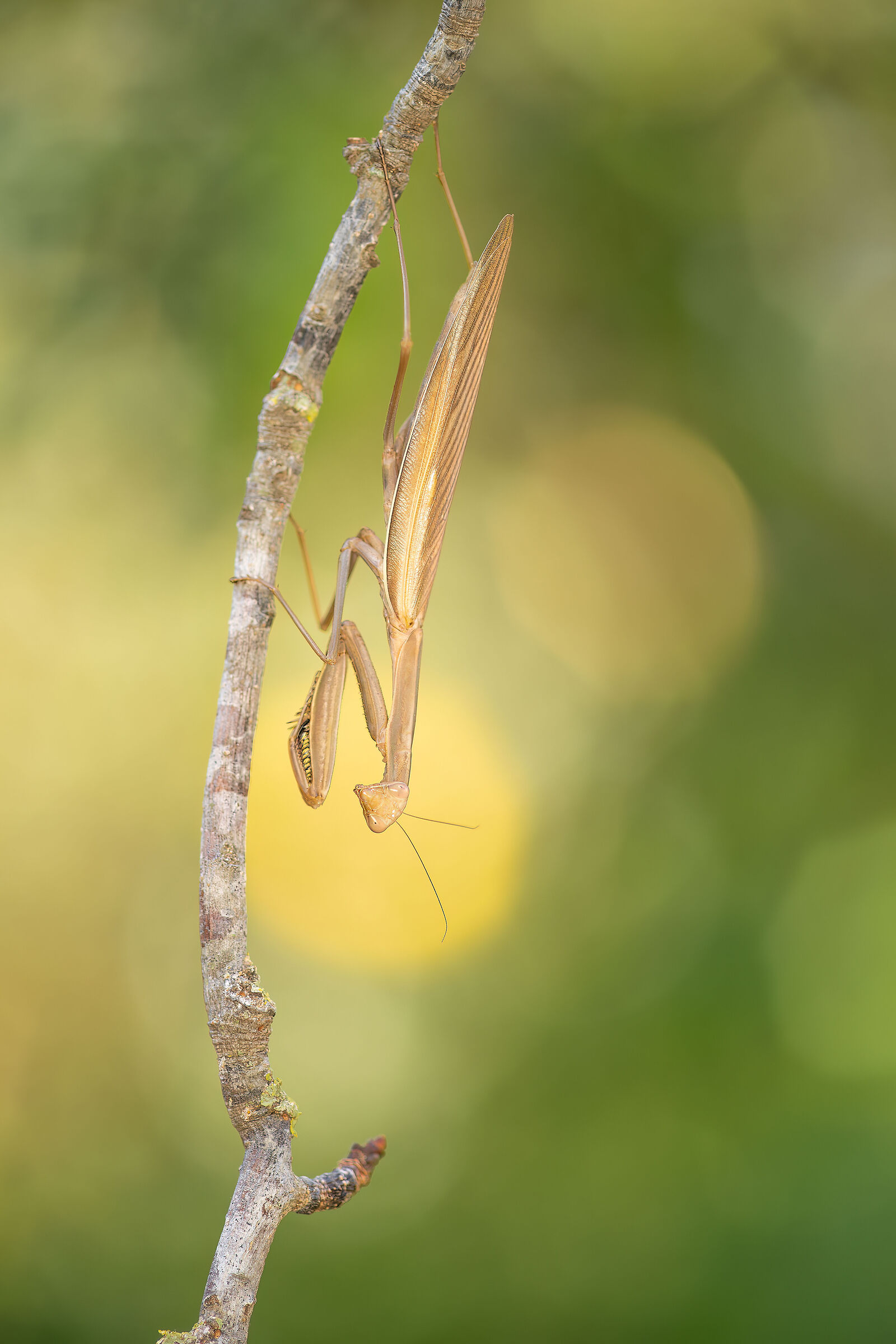 La magia delle prime luci