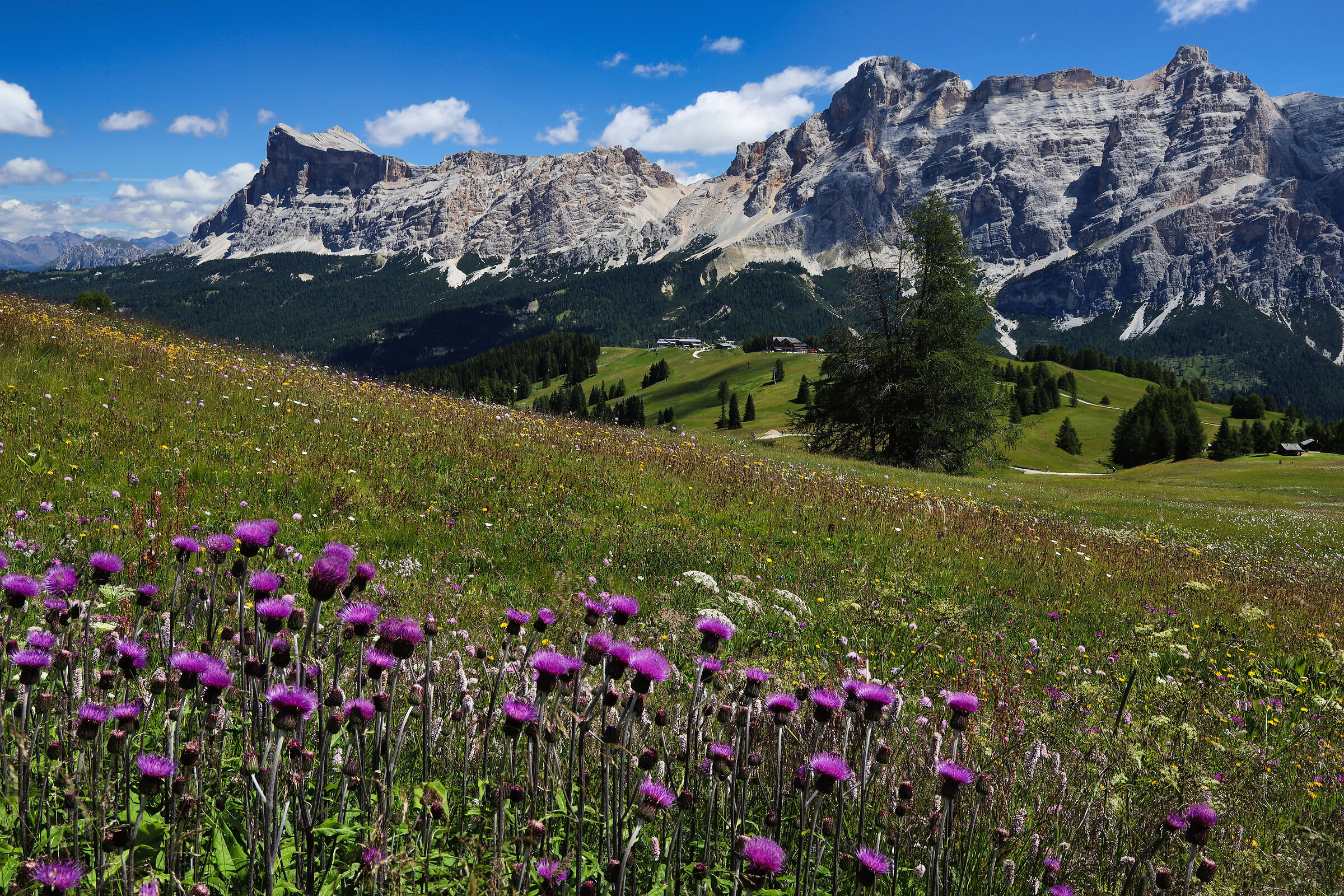 Dolomiti in fiore 2