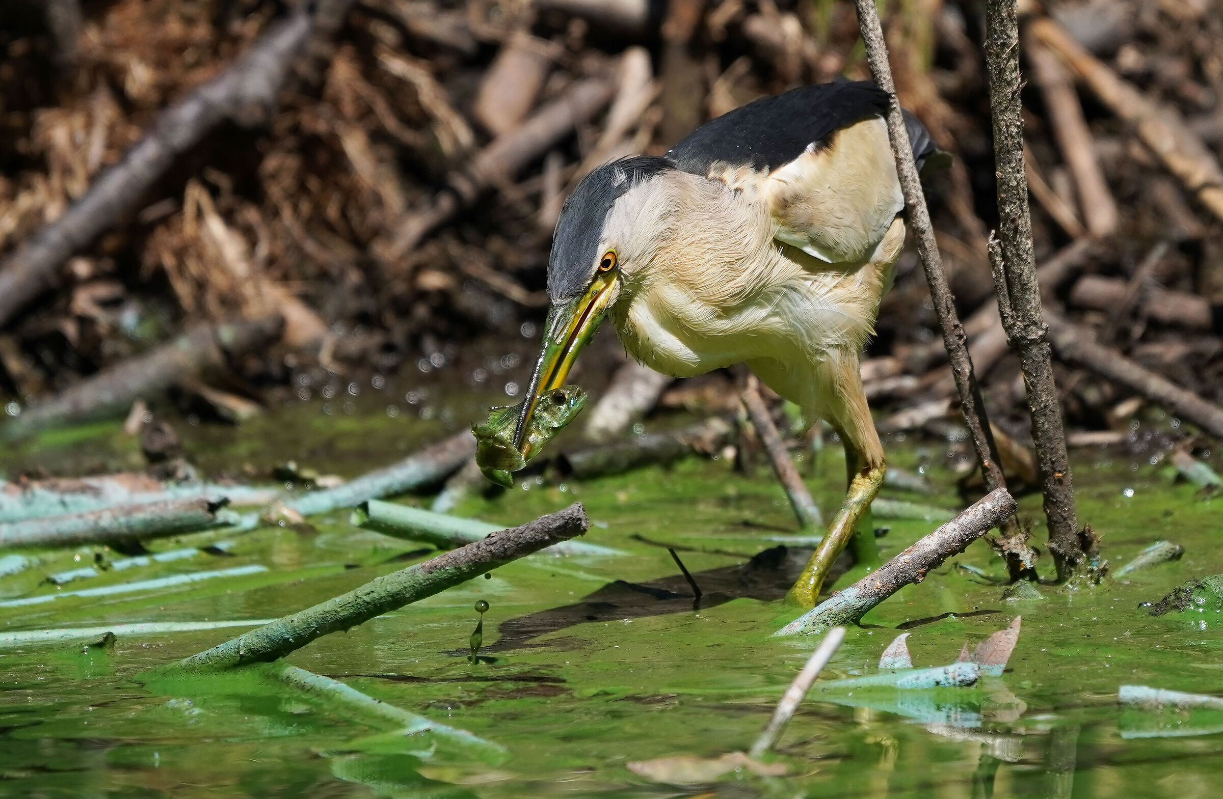 Cattura.....nel green
