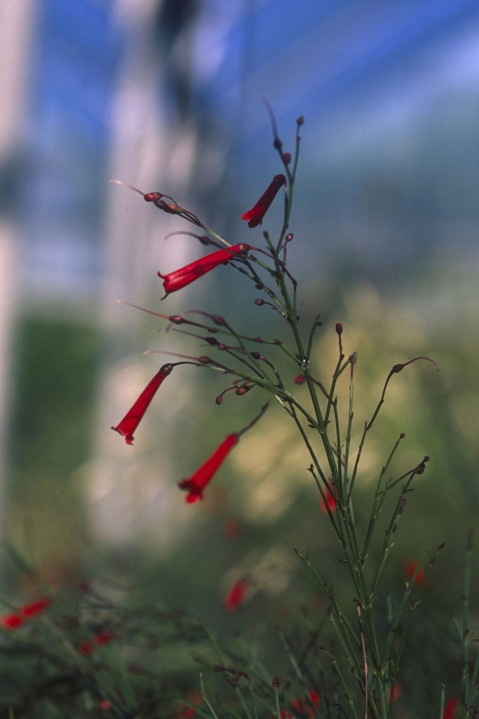 Leica R6 2