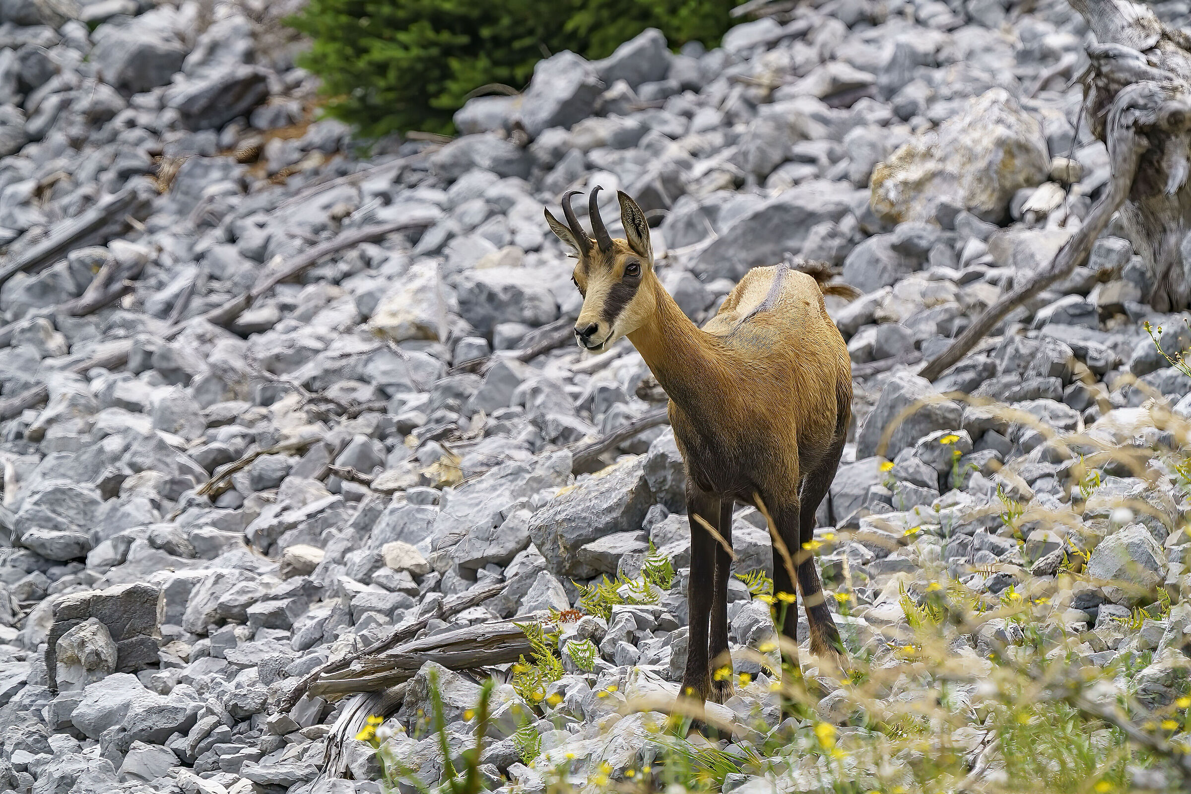 Young chamois