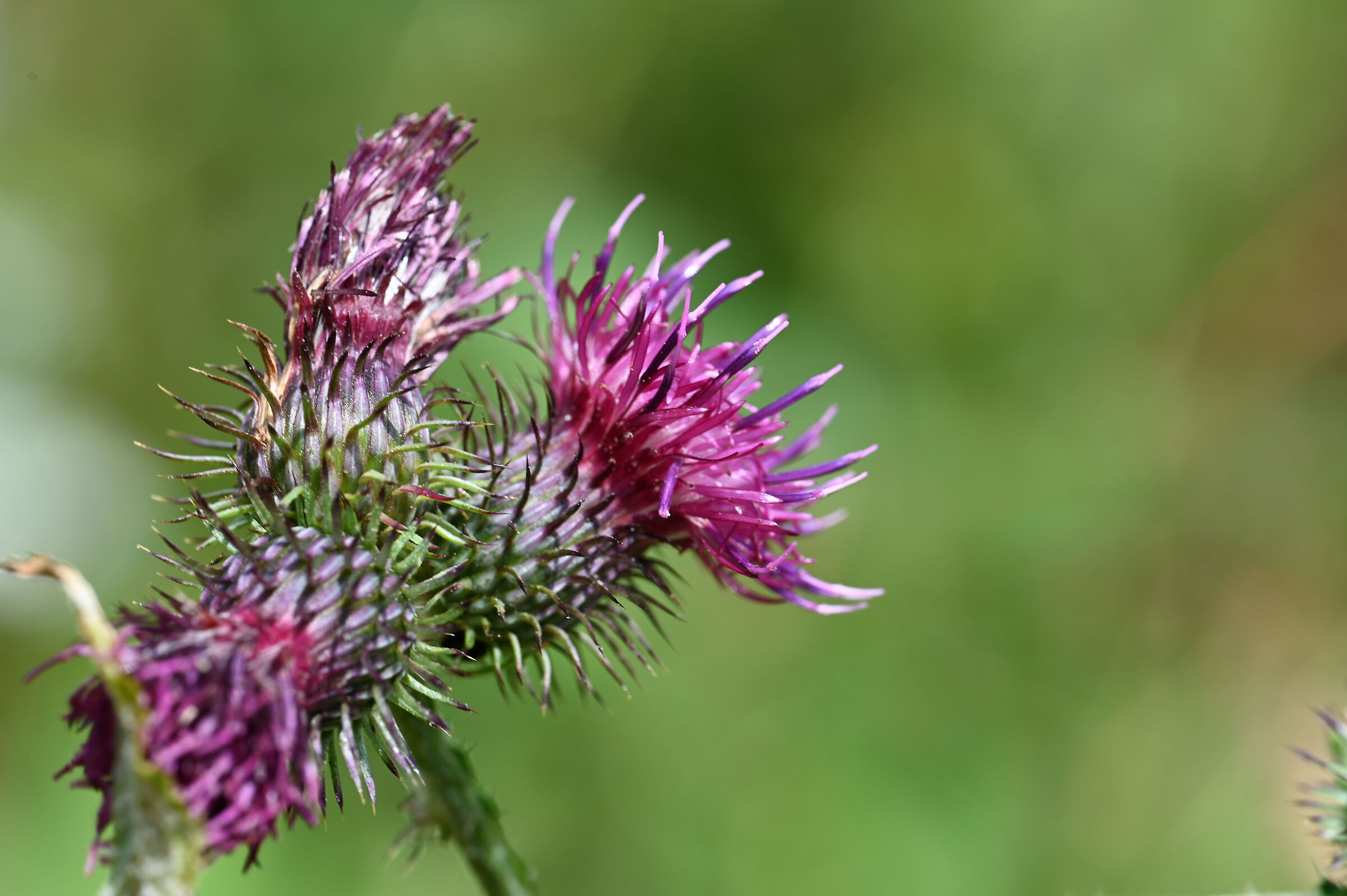 Alpine flower