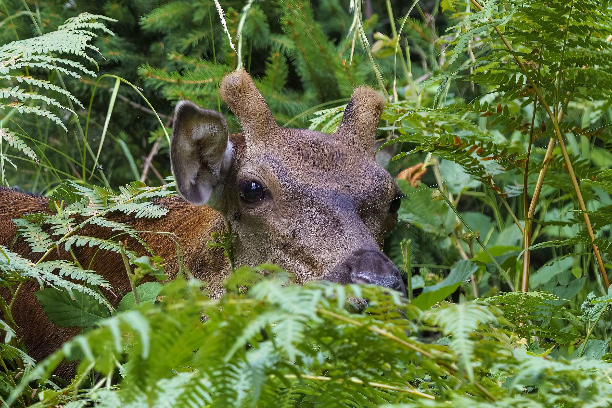 I saw you even though you were hidden