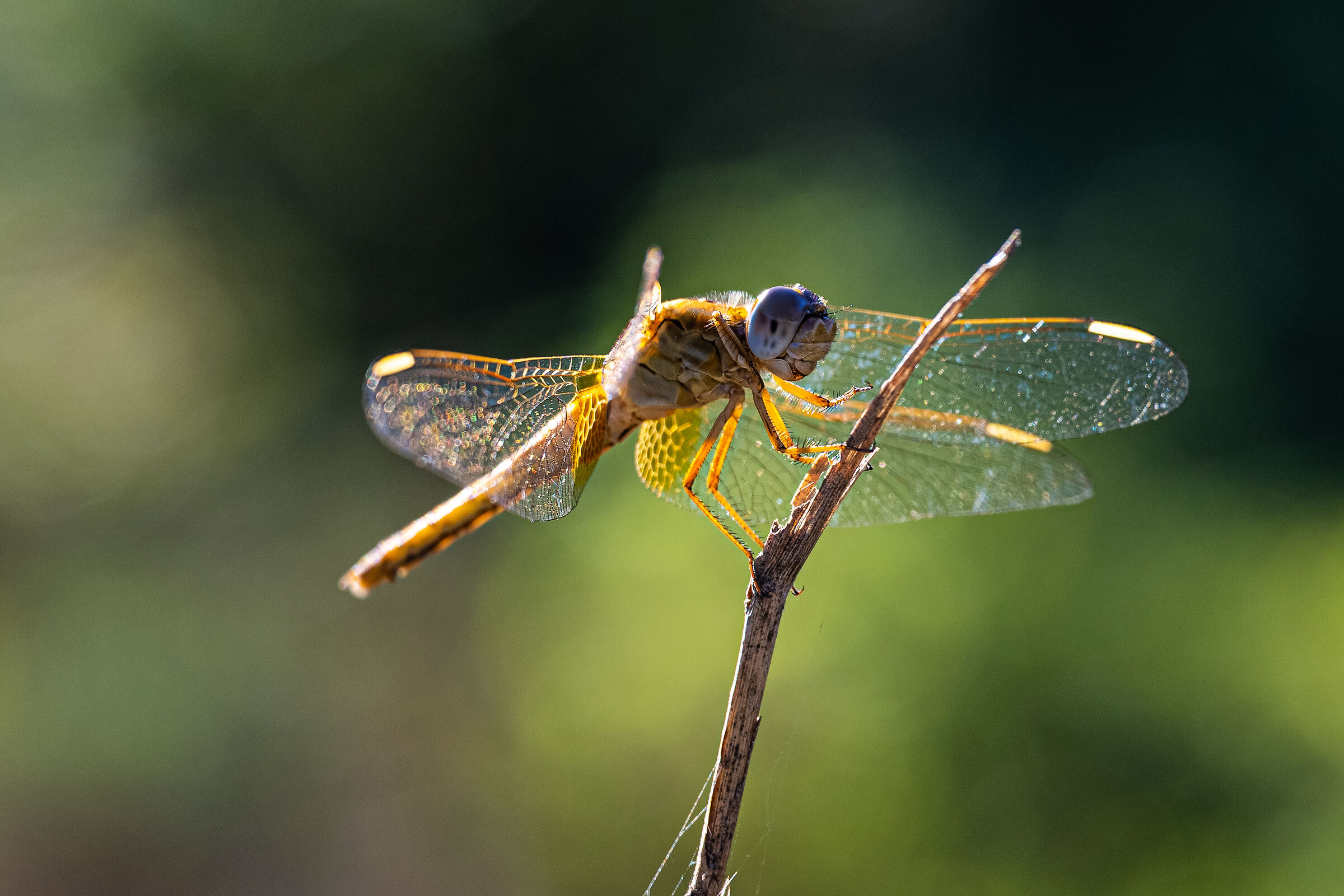 Dragon Fly