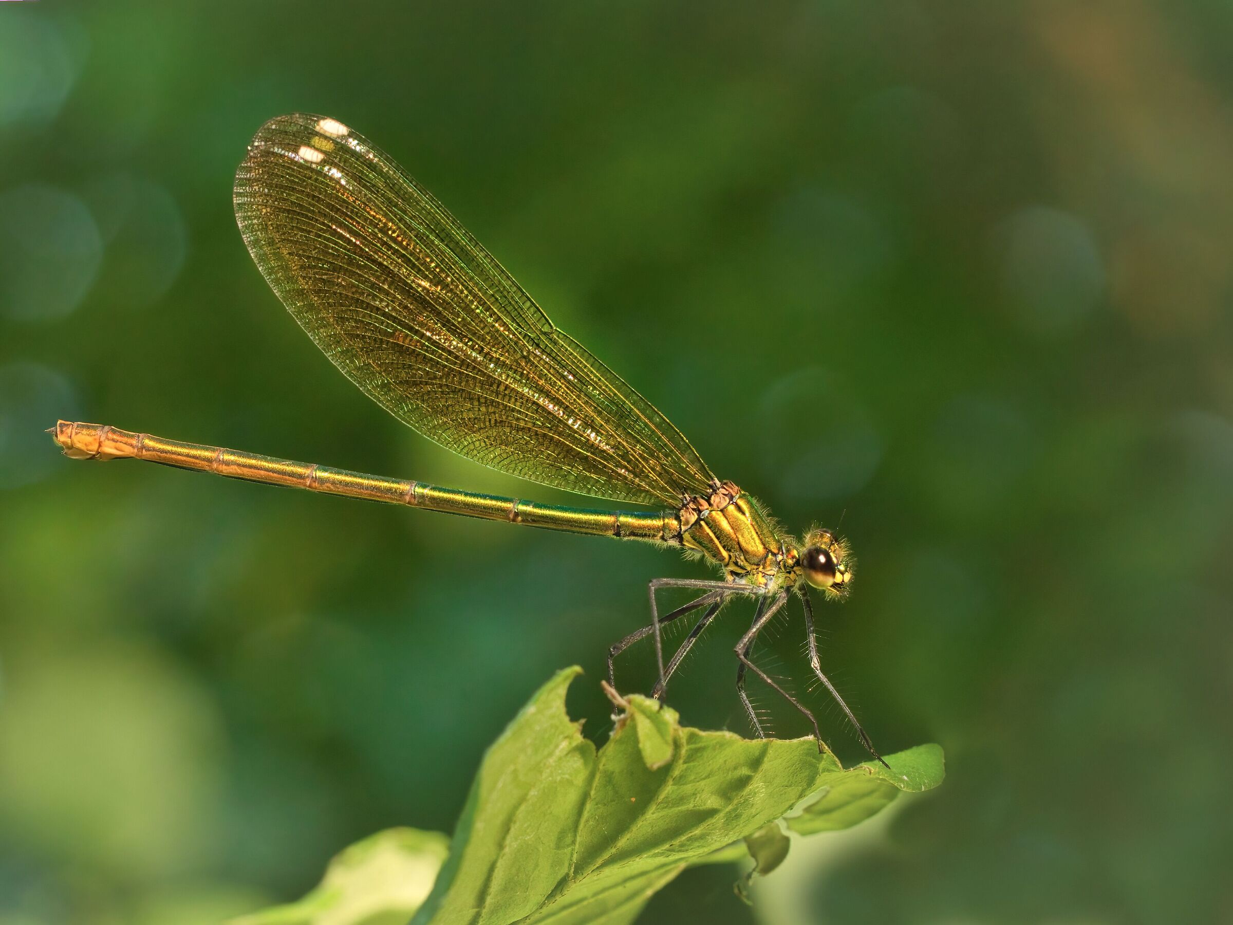 Calopteryx splendens f