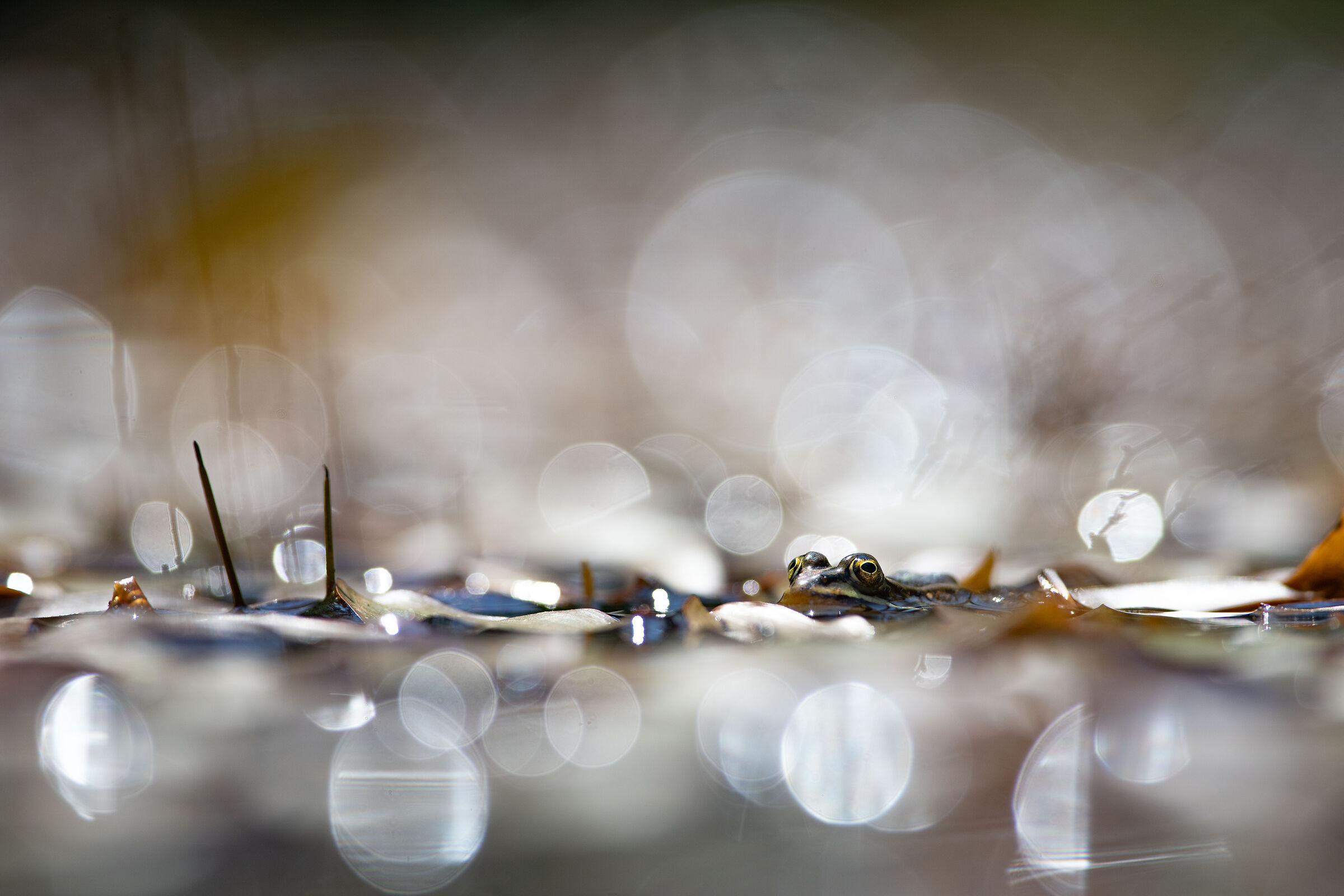 The reflexes and the frog