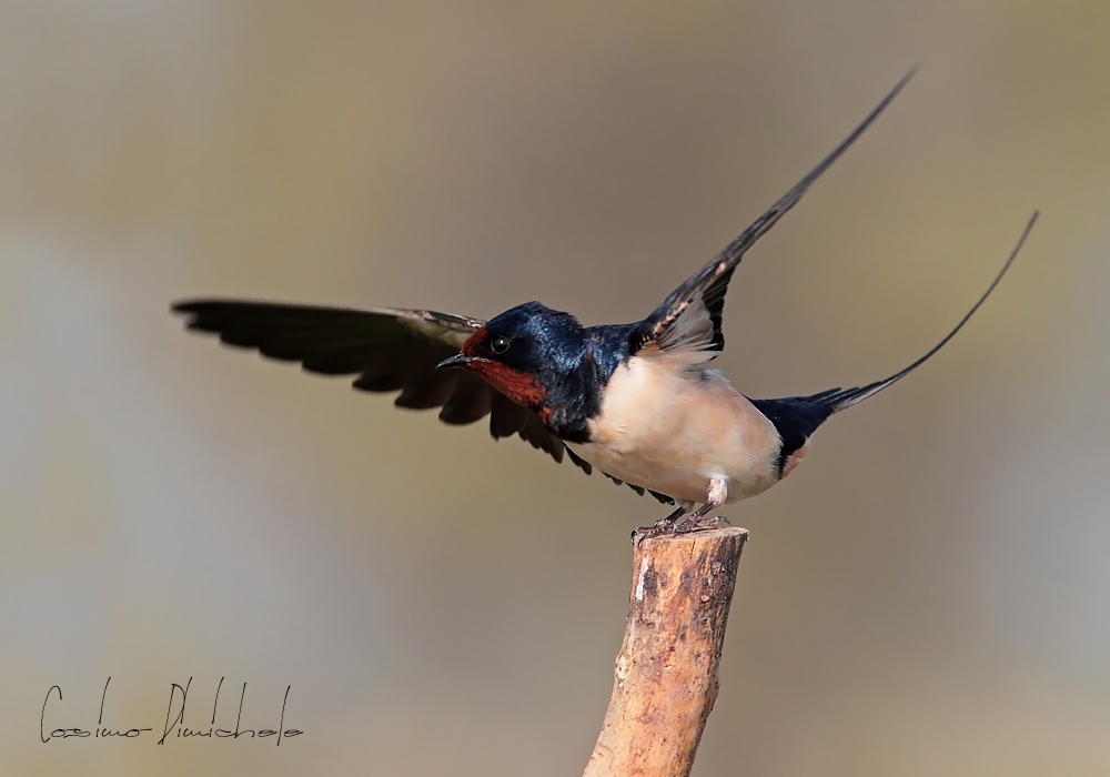 Bentornata Primavera