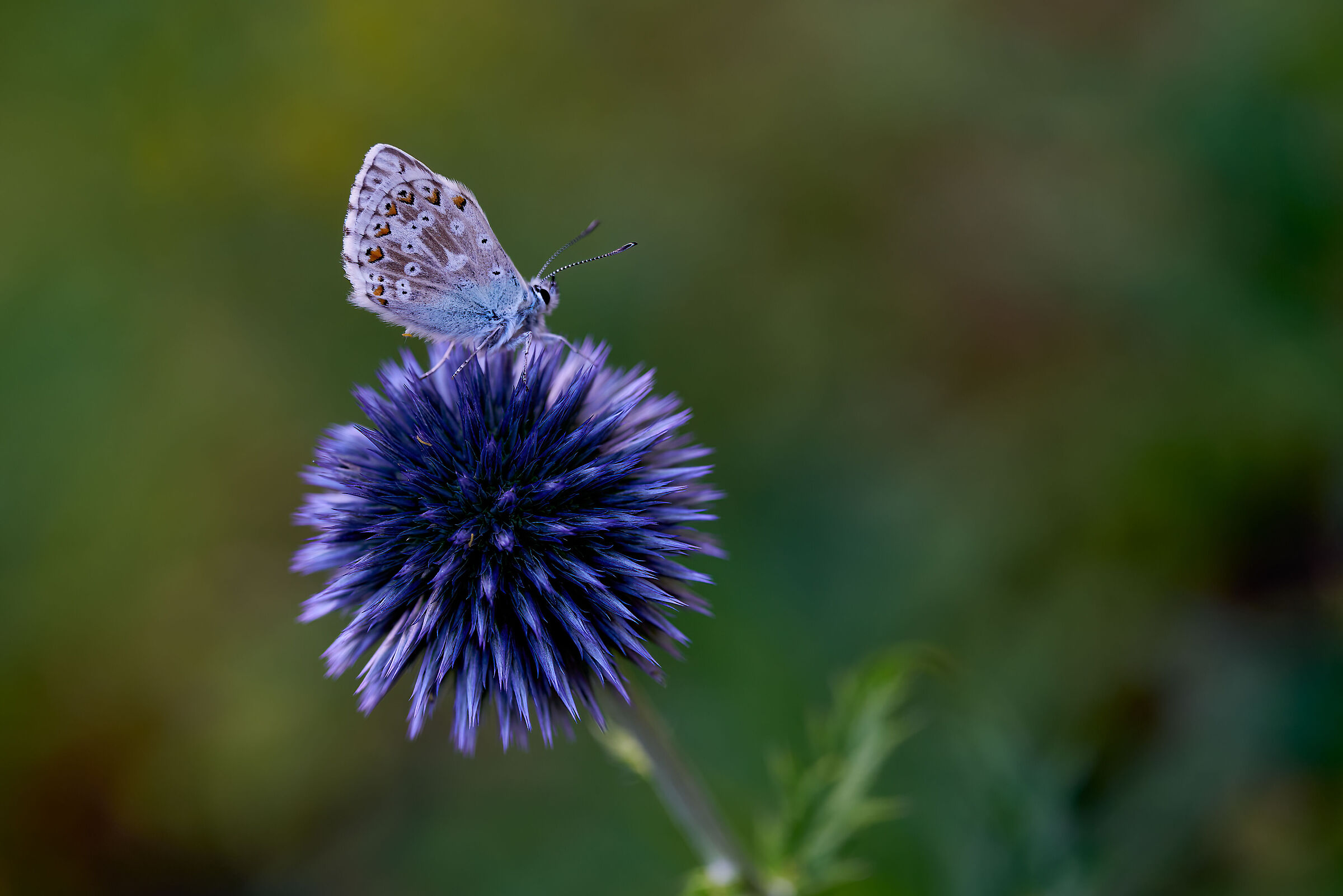 giardino esperia 2022