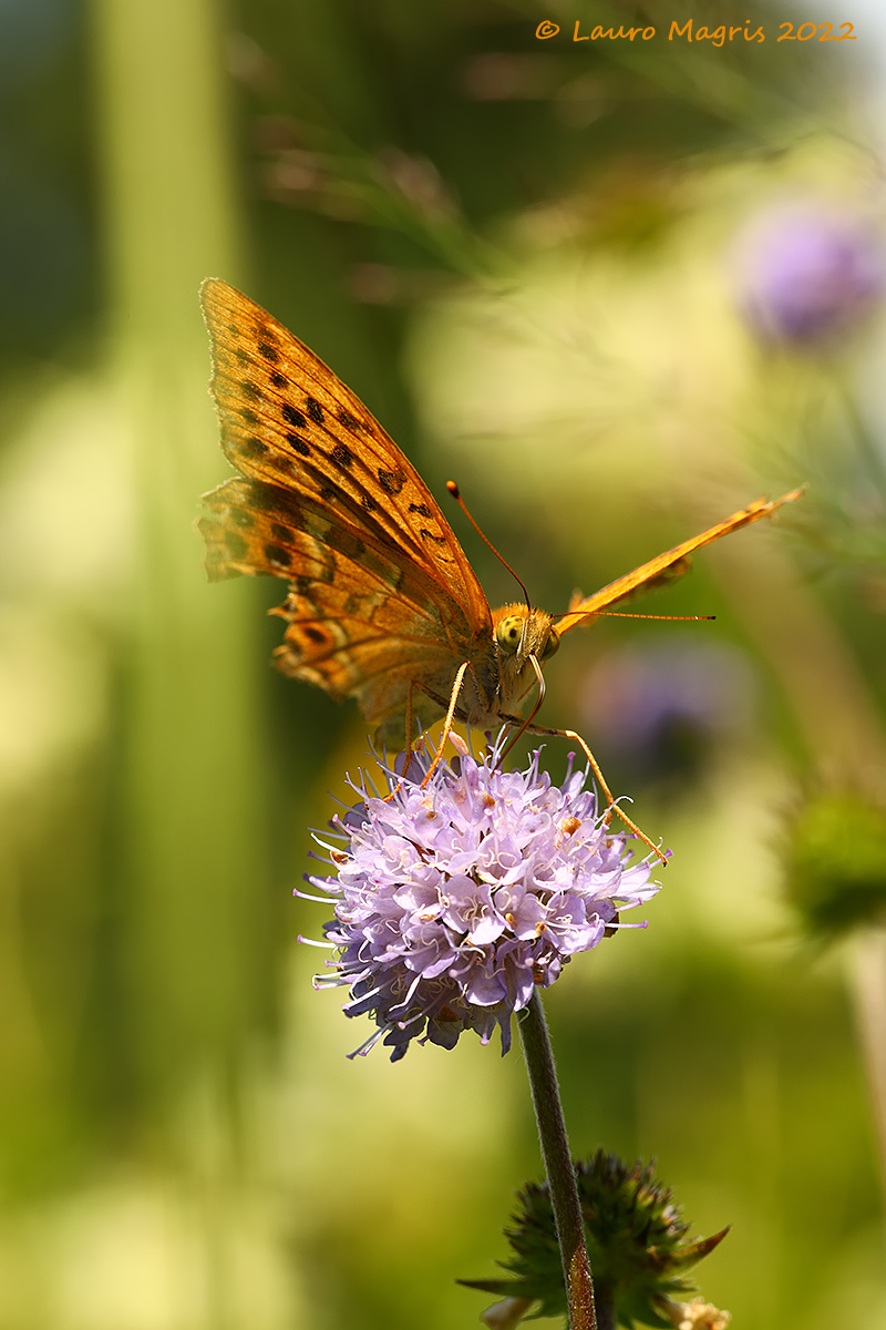 Farfalla su morso del diavolo (Succisa pratensis)
