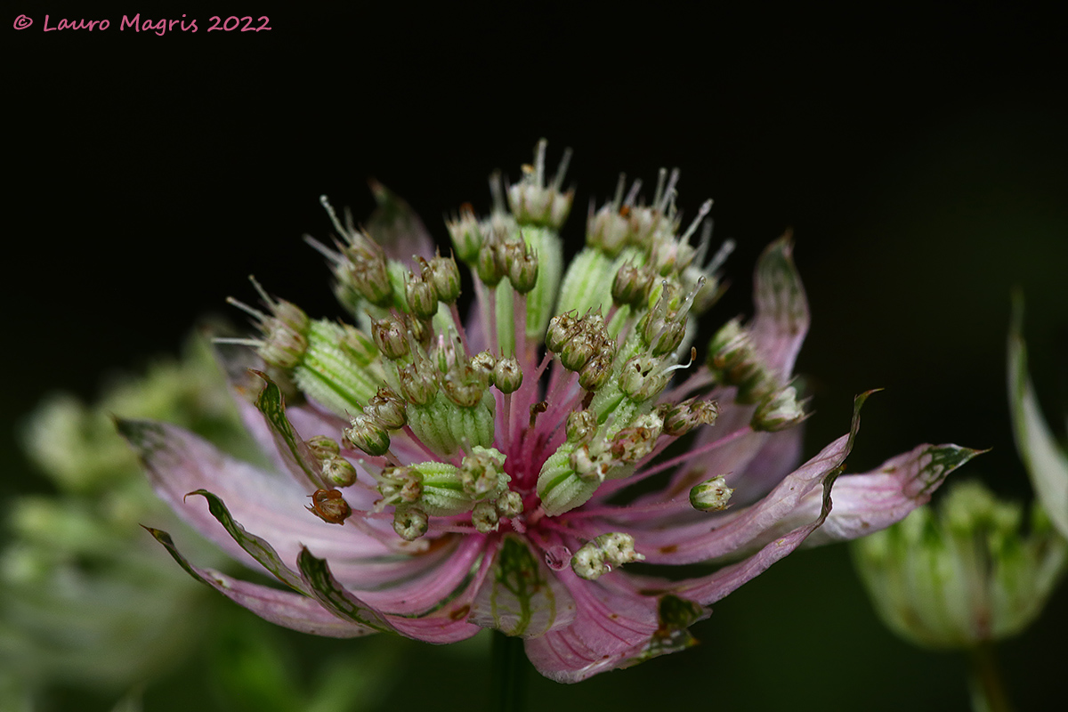Astranzia maggiore (Astrantia major)
