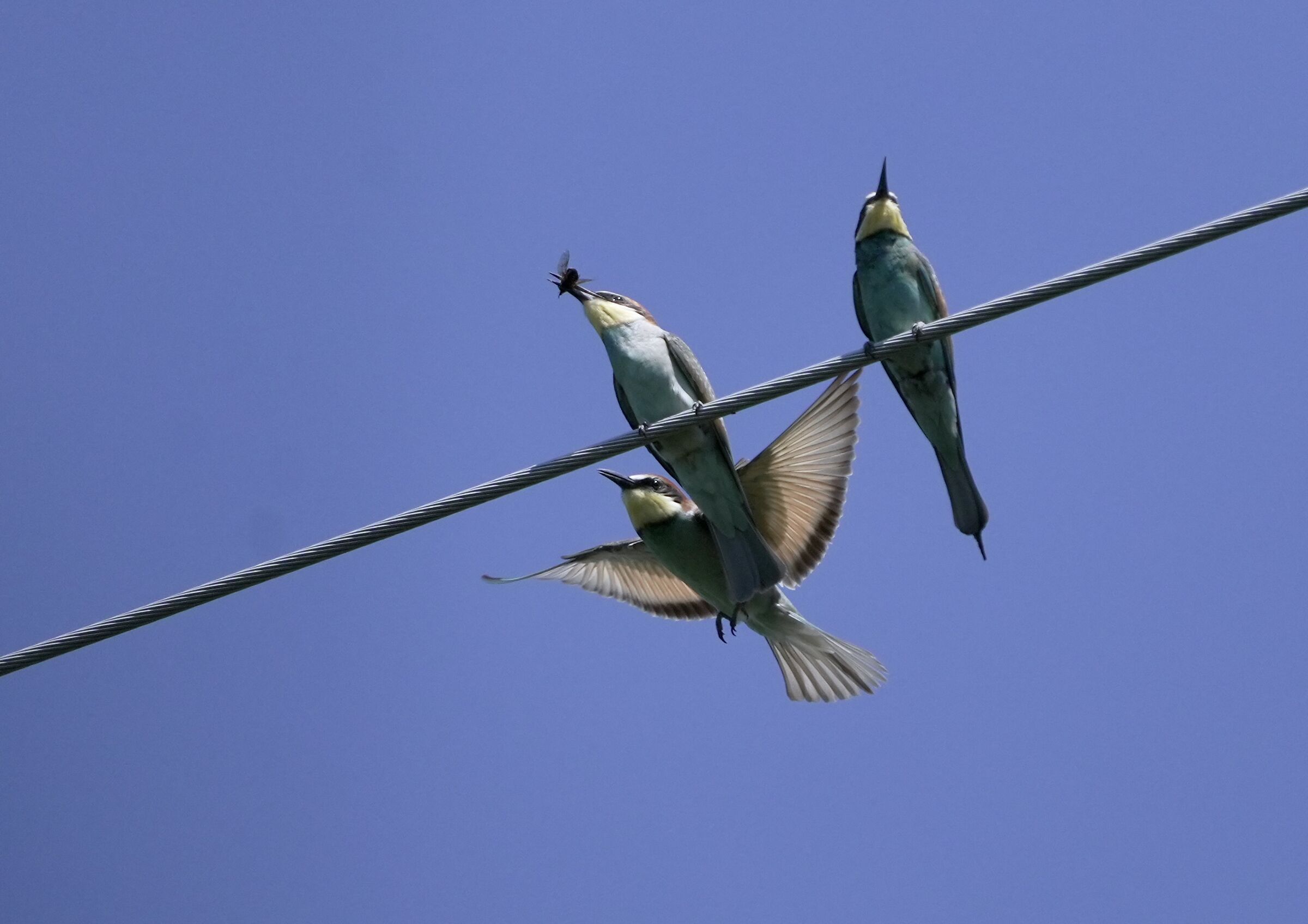 hungry bee-eaters