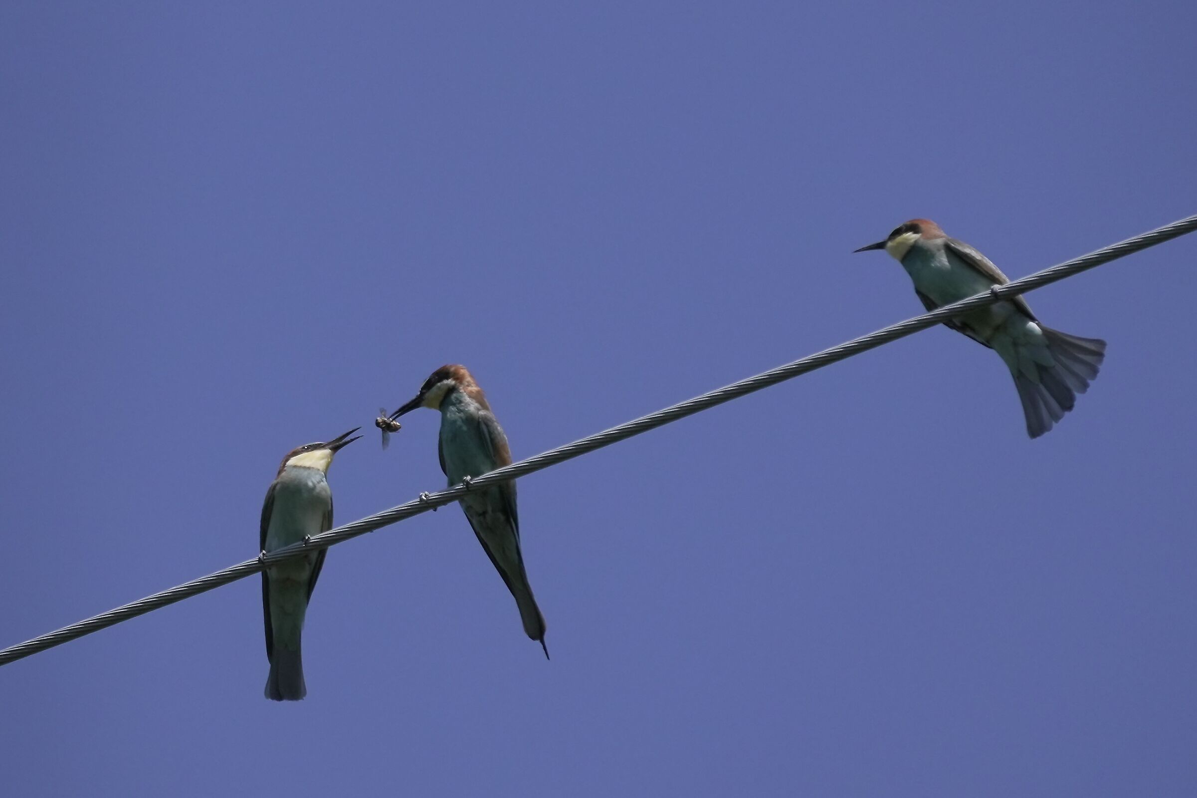 passage of prey