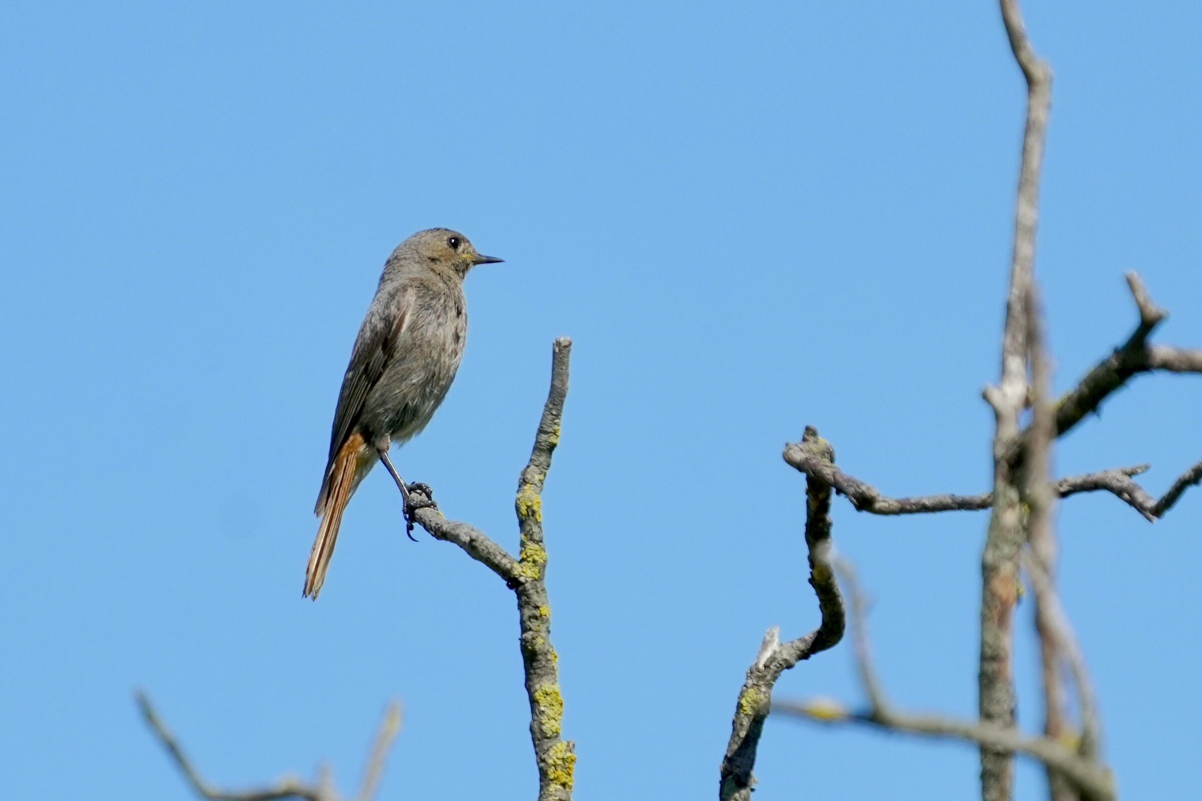 small redstart