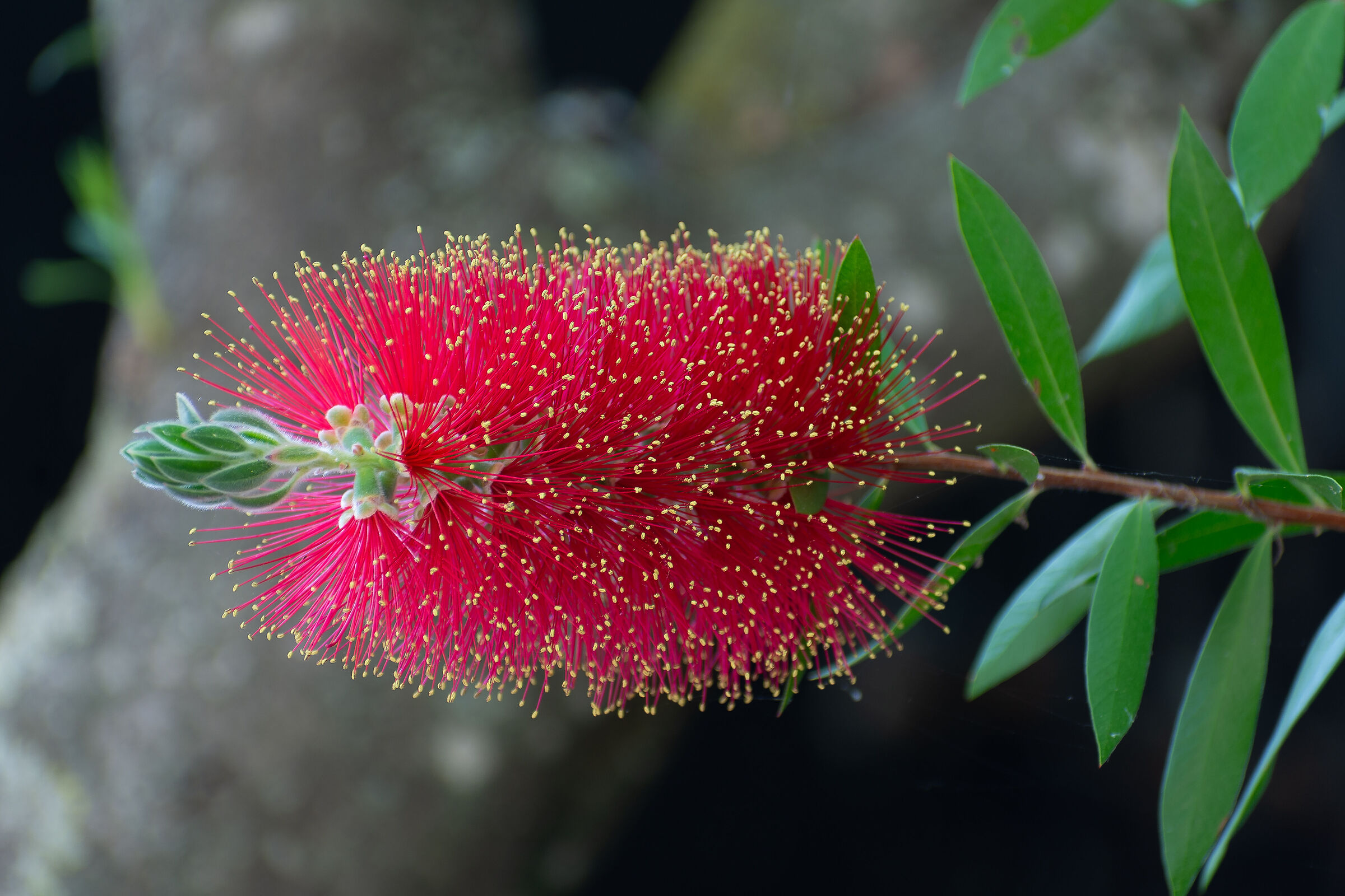 Callistemon citrinus