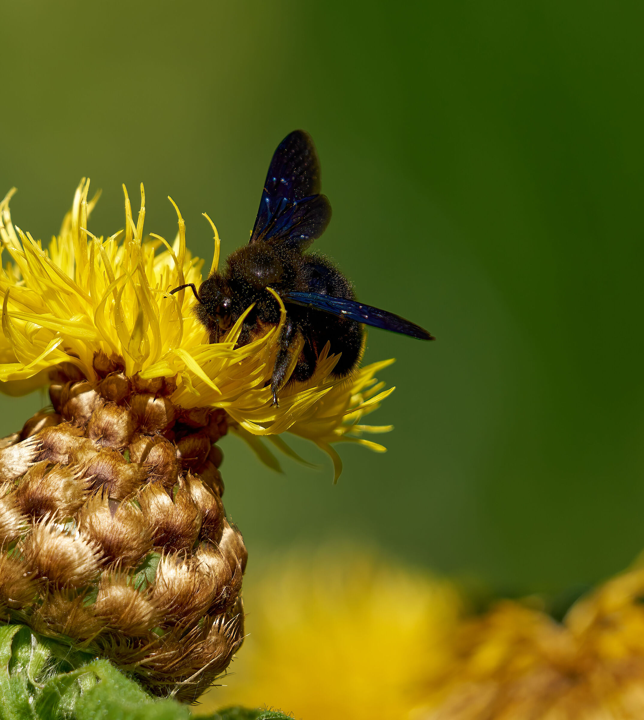 giardino esperia 2022