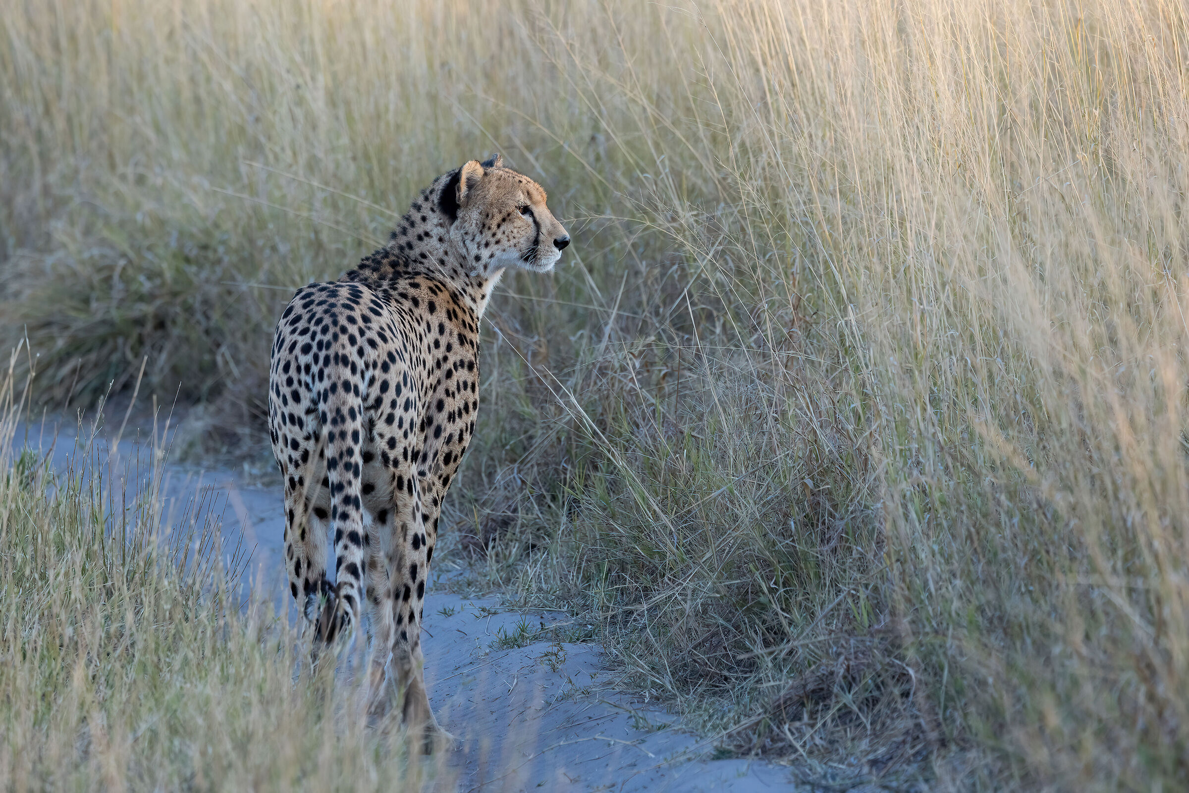 botswana luglio 2022. Ghepardo