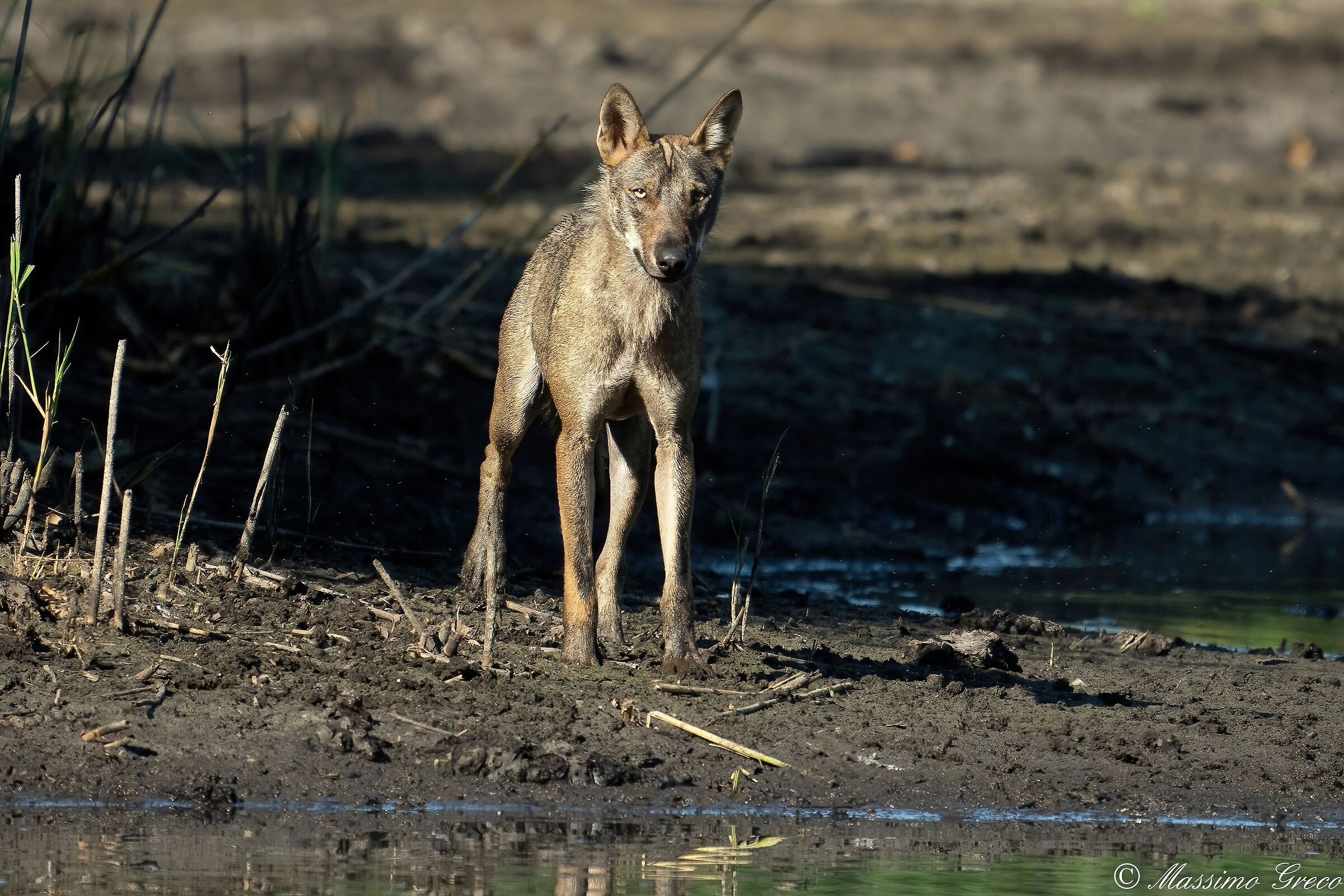 Lupo grigio appenninico o lupo italiano