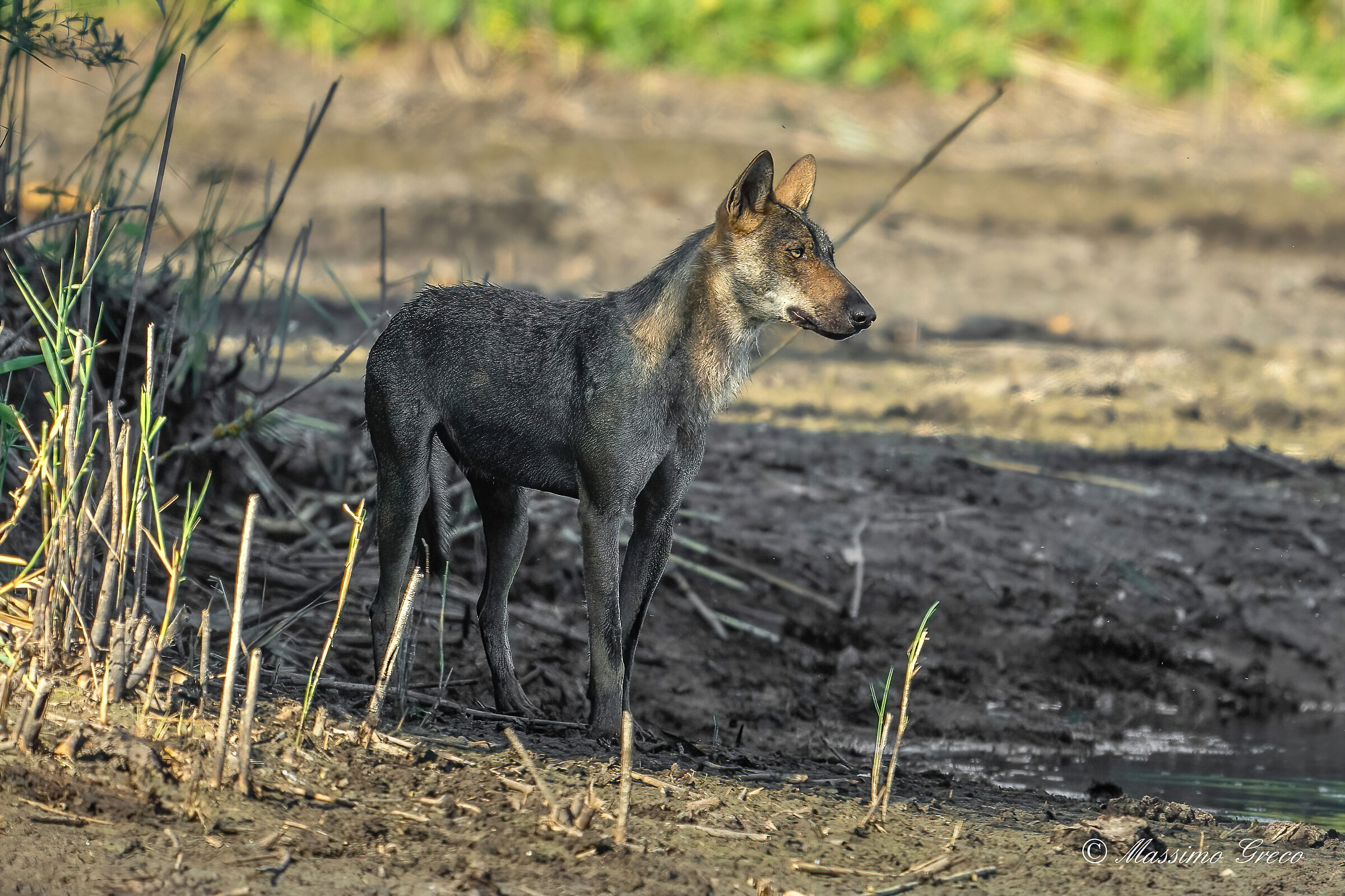 Lupo grigio appenninico o lupo italiano