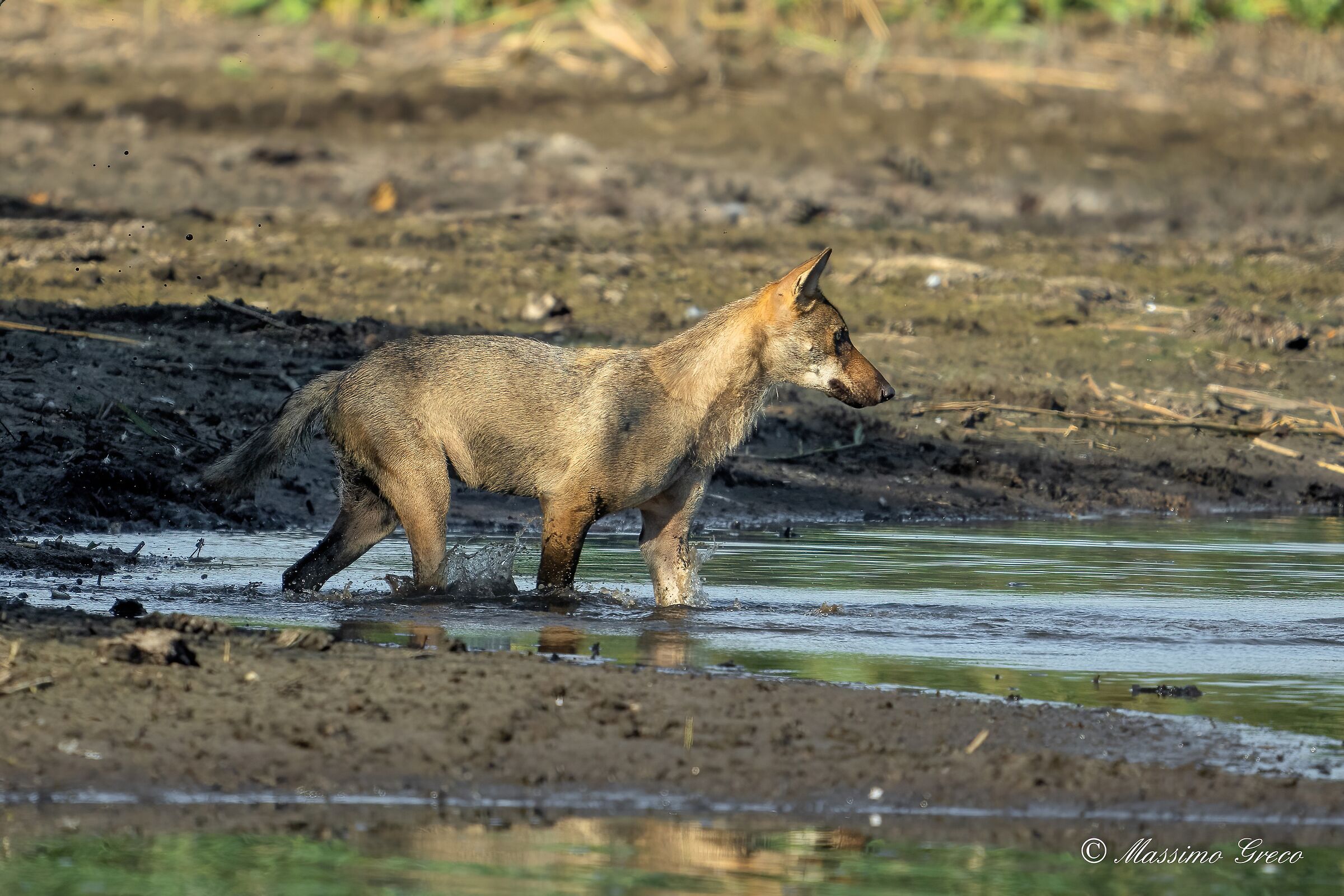 Lupo grigio appenninico o lupo italiano