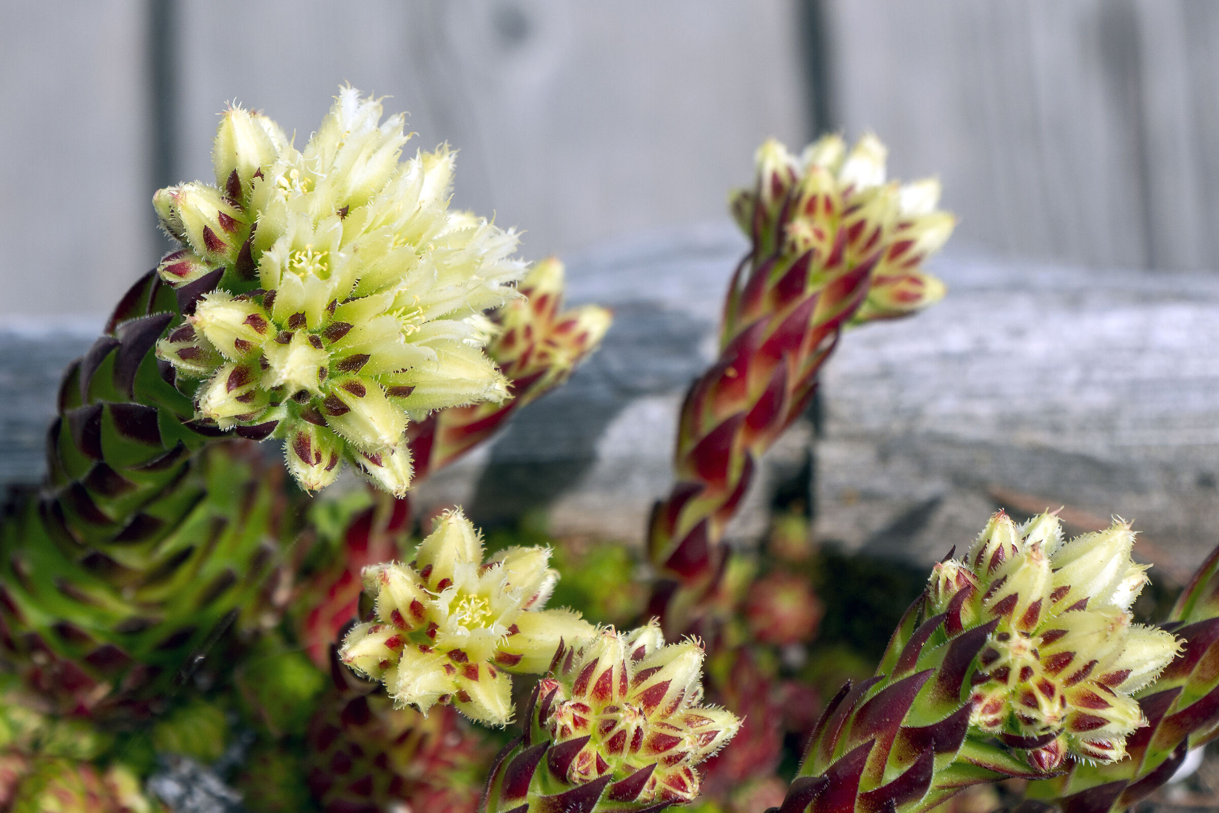 particular succulent plant