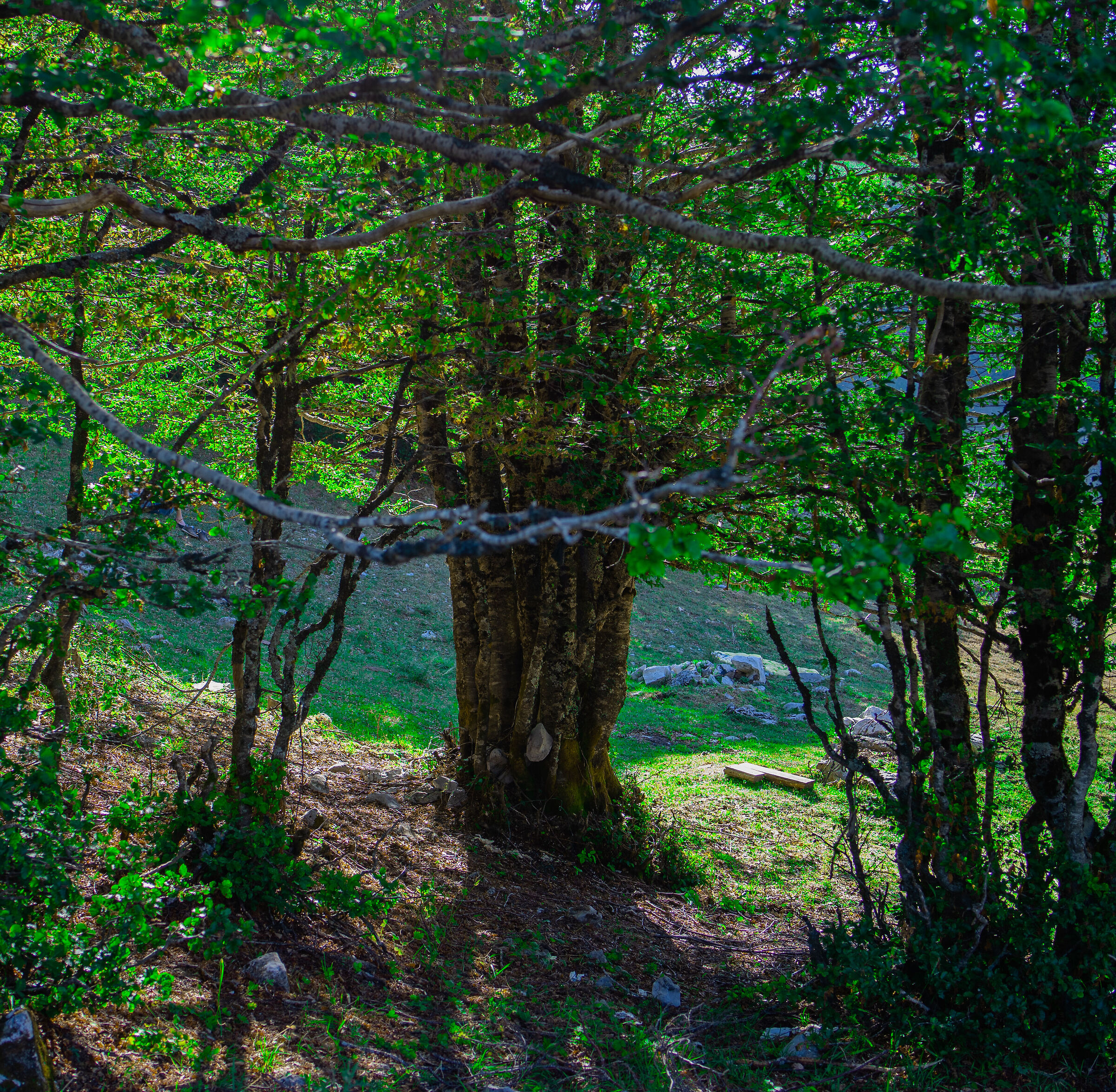 Into the bushes