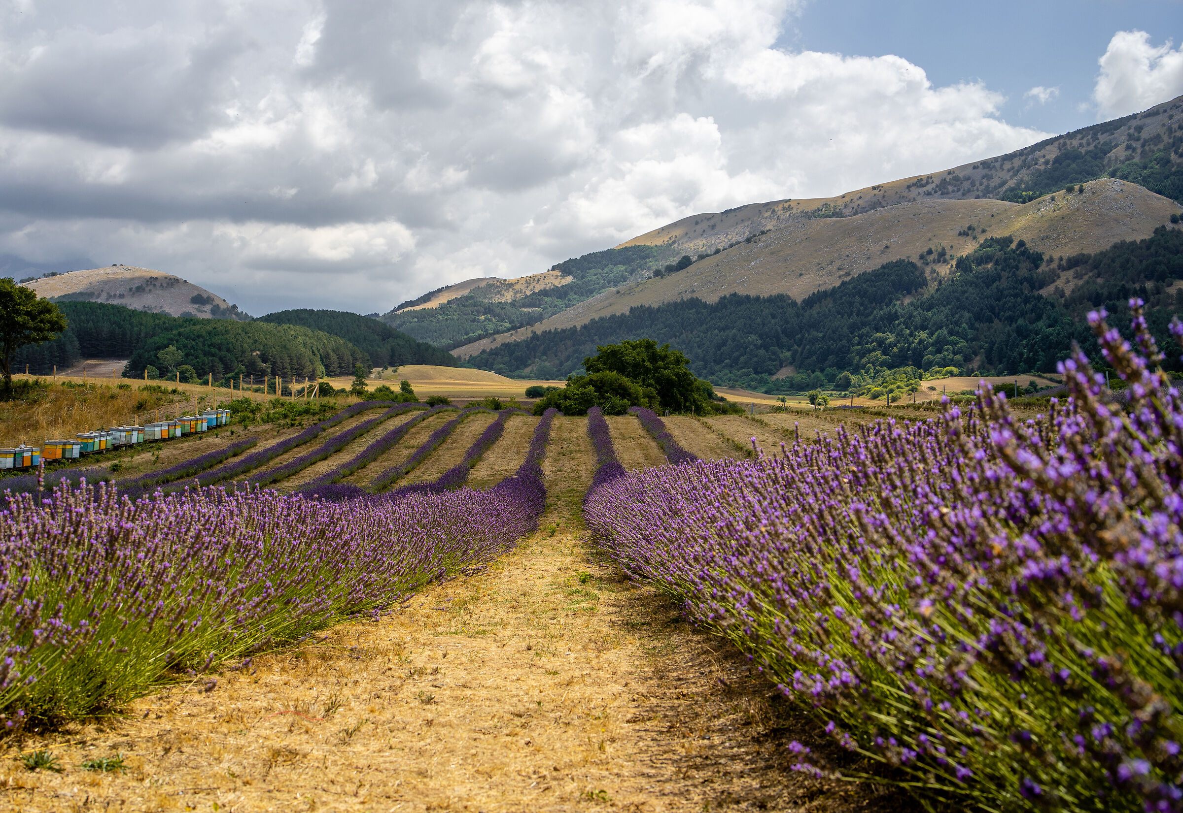 Lavender