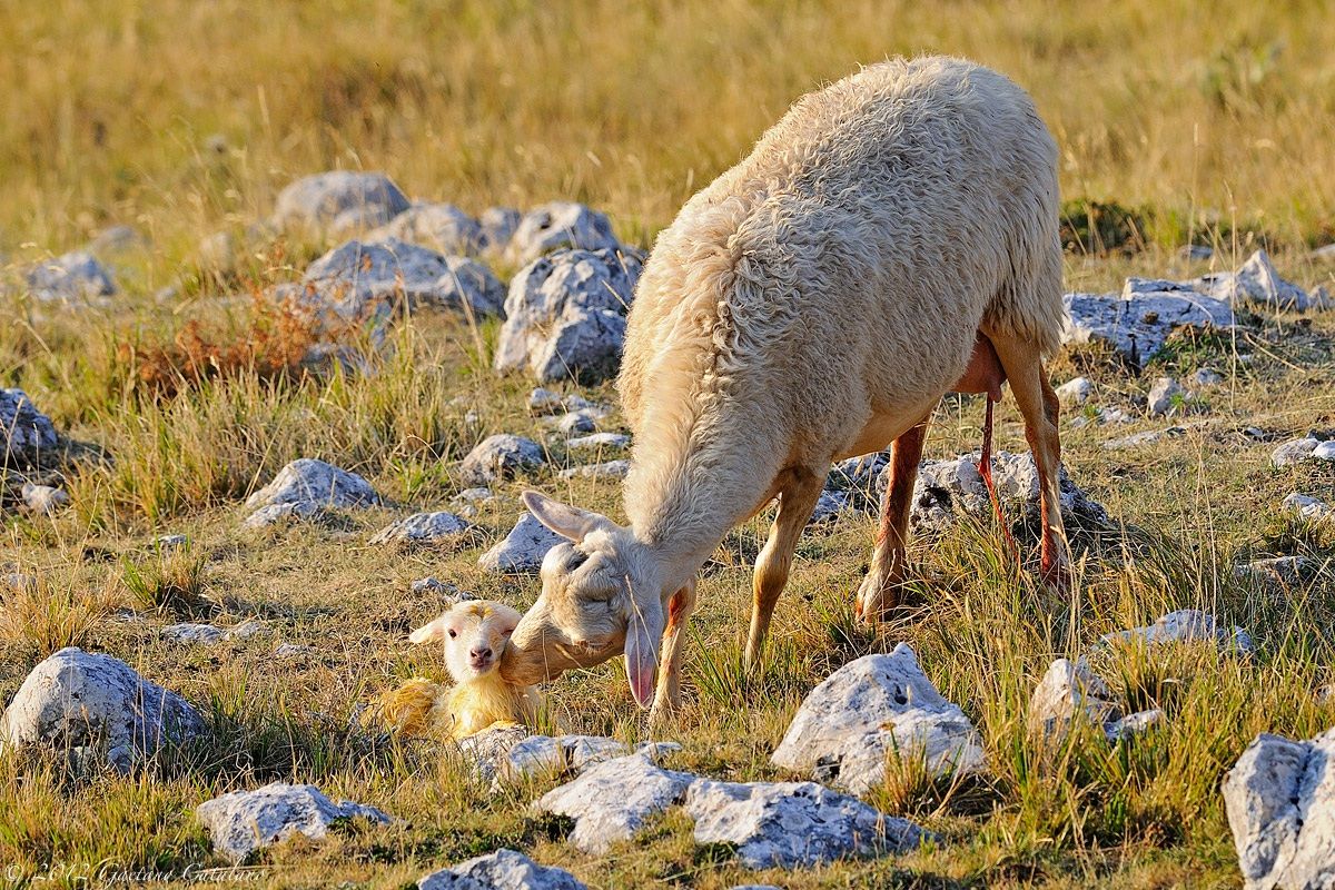 Pecora e agnello...