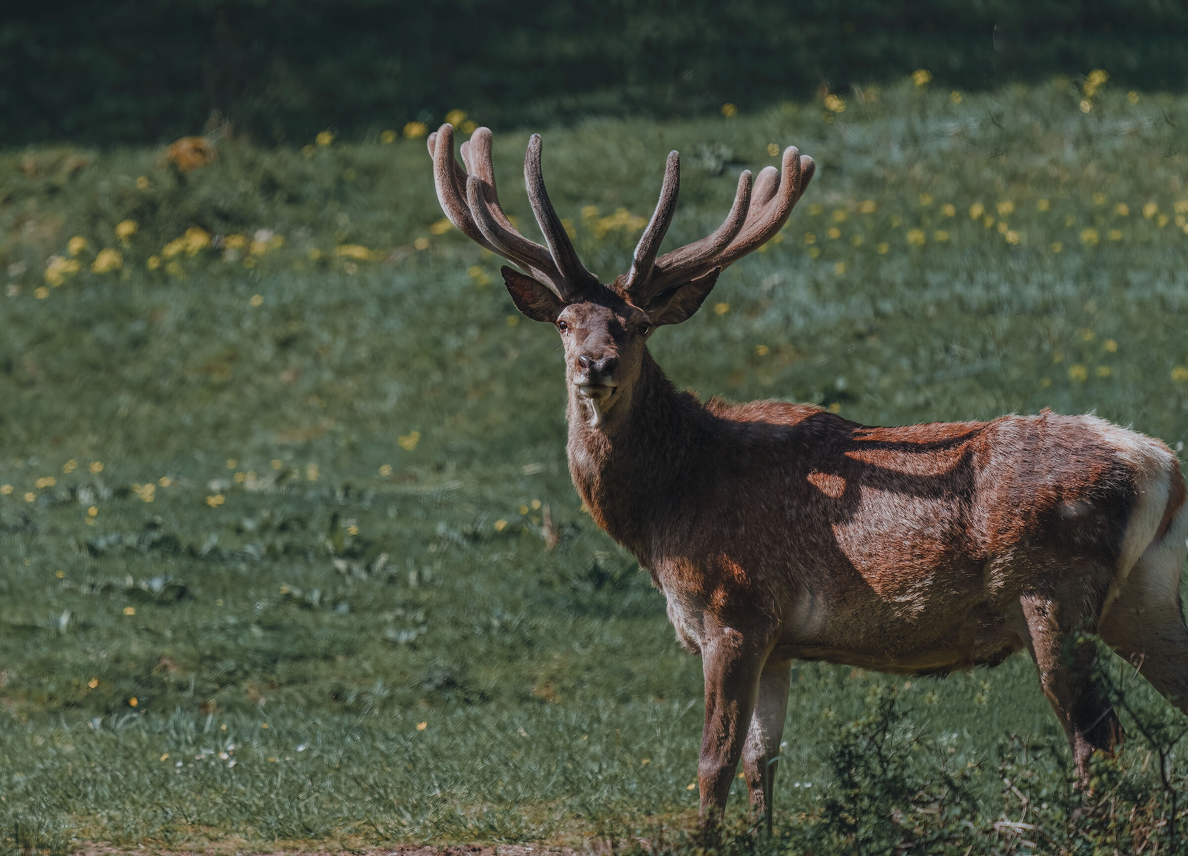 The King of the Forest
