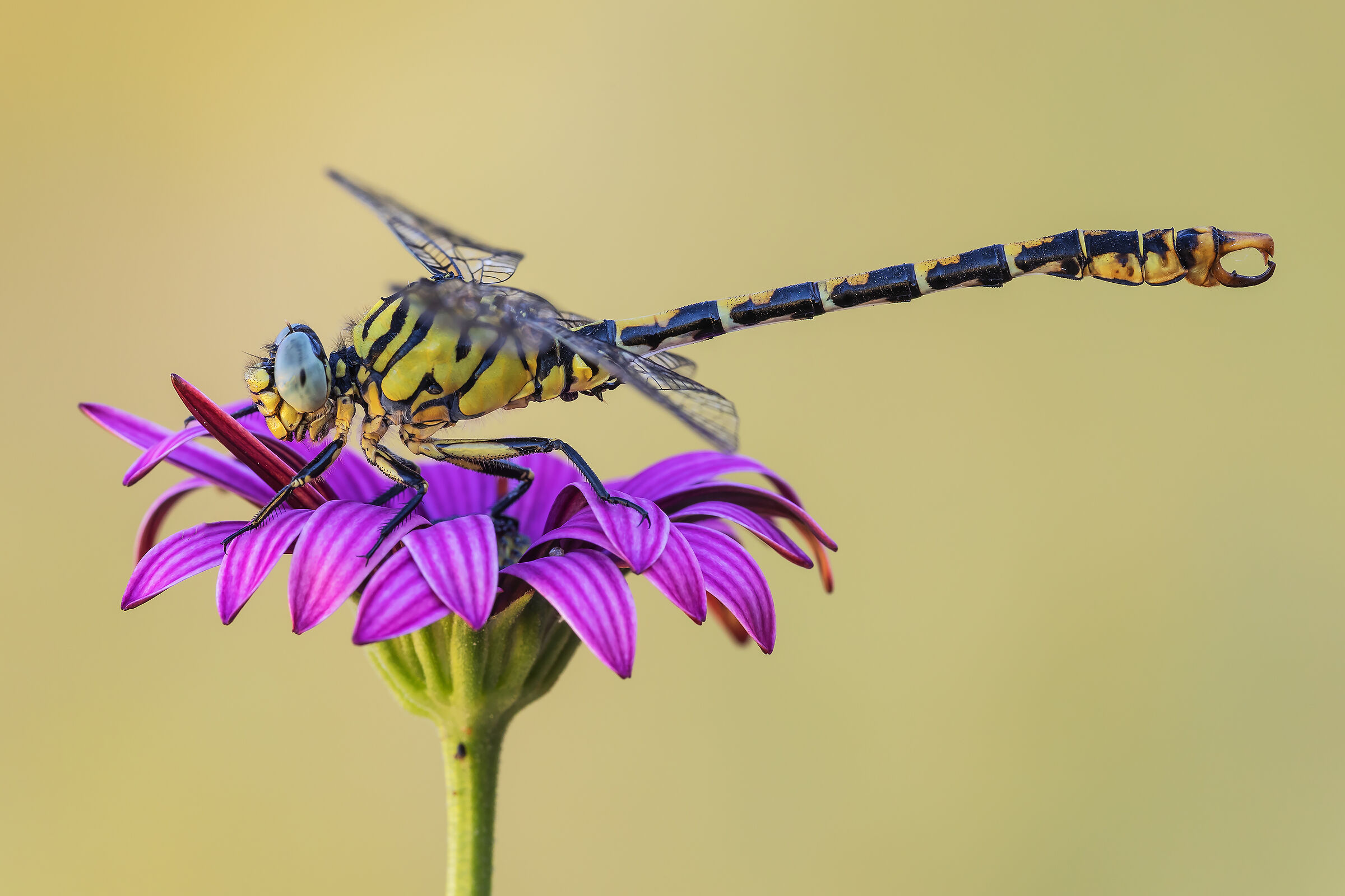 Onychgomphus forcipatus